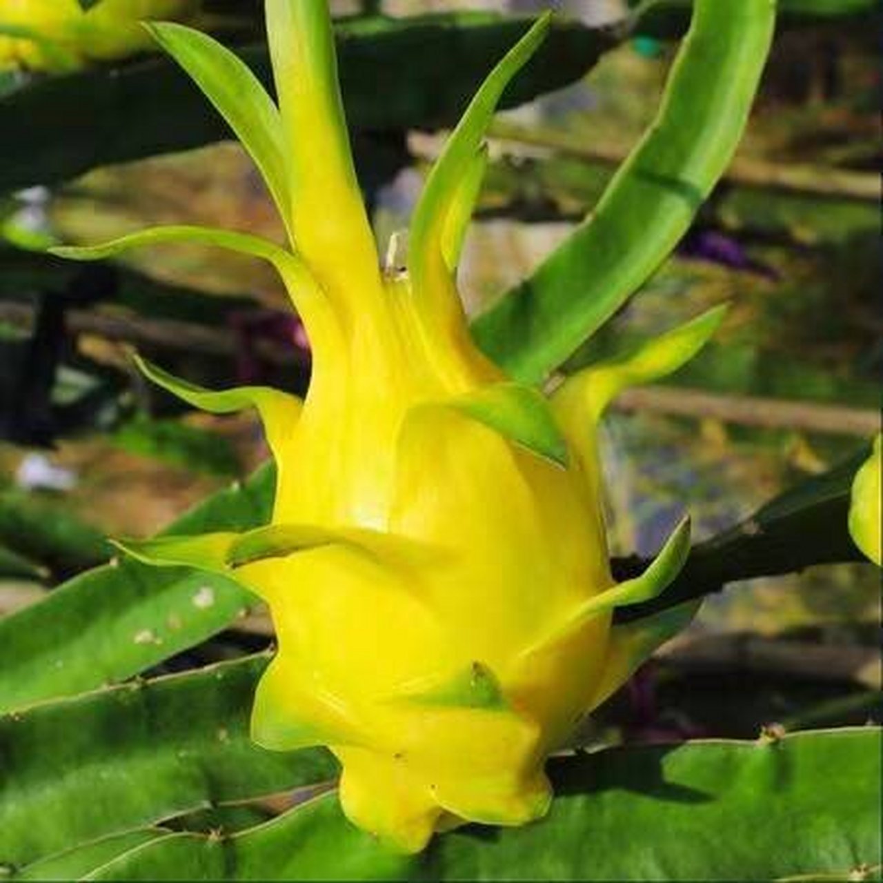 【西语阅读】在海南遇见拉美:黄金火龙果 la pitahaya amarilla es