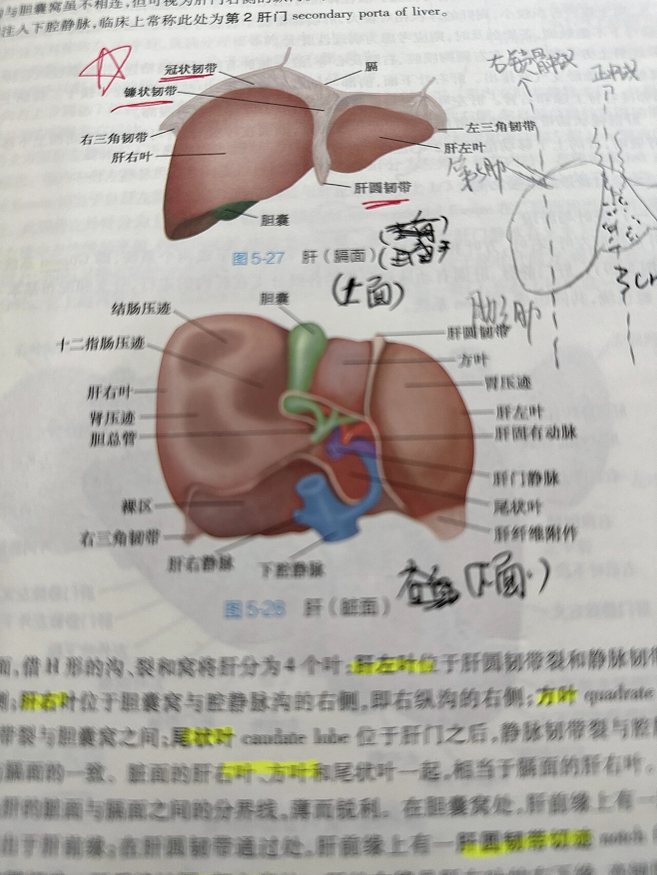 肝门在哪个位置图片图片