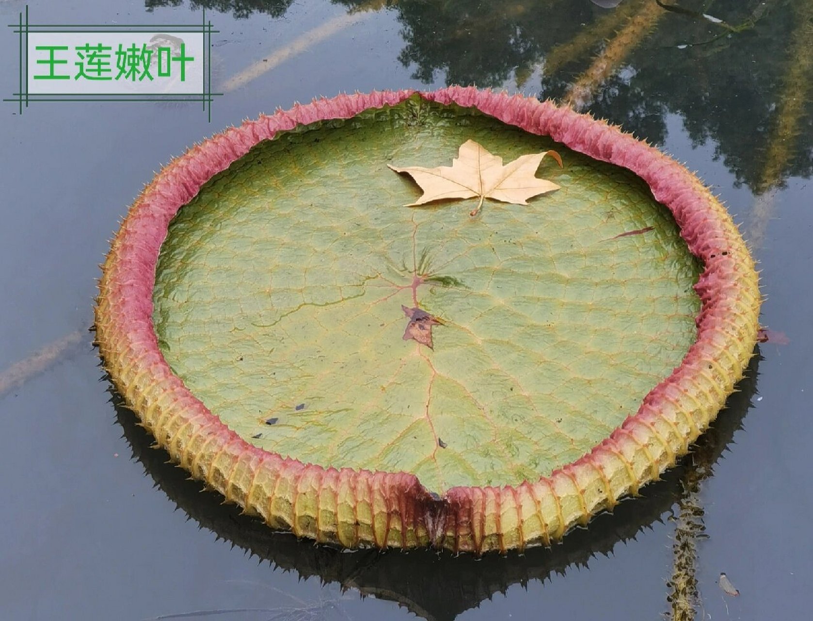 水上花王—王莲 王莲是世界上拥有最大圆叶的植