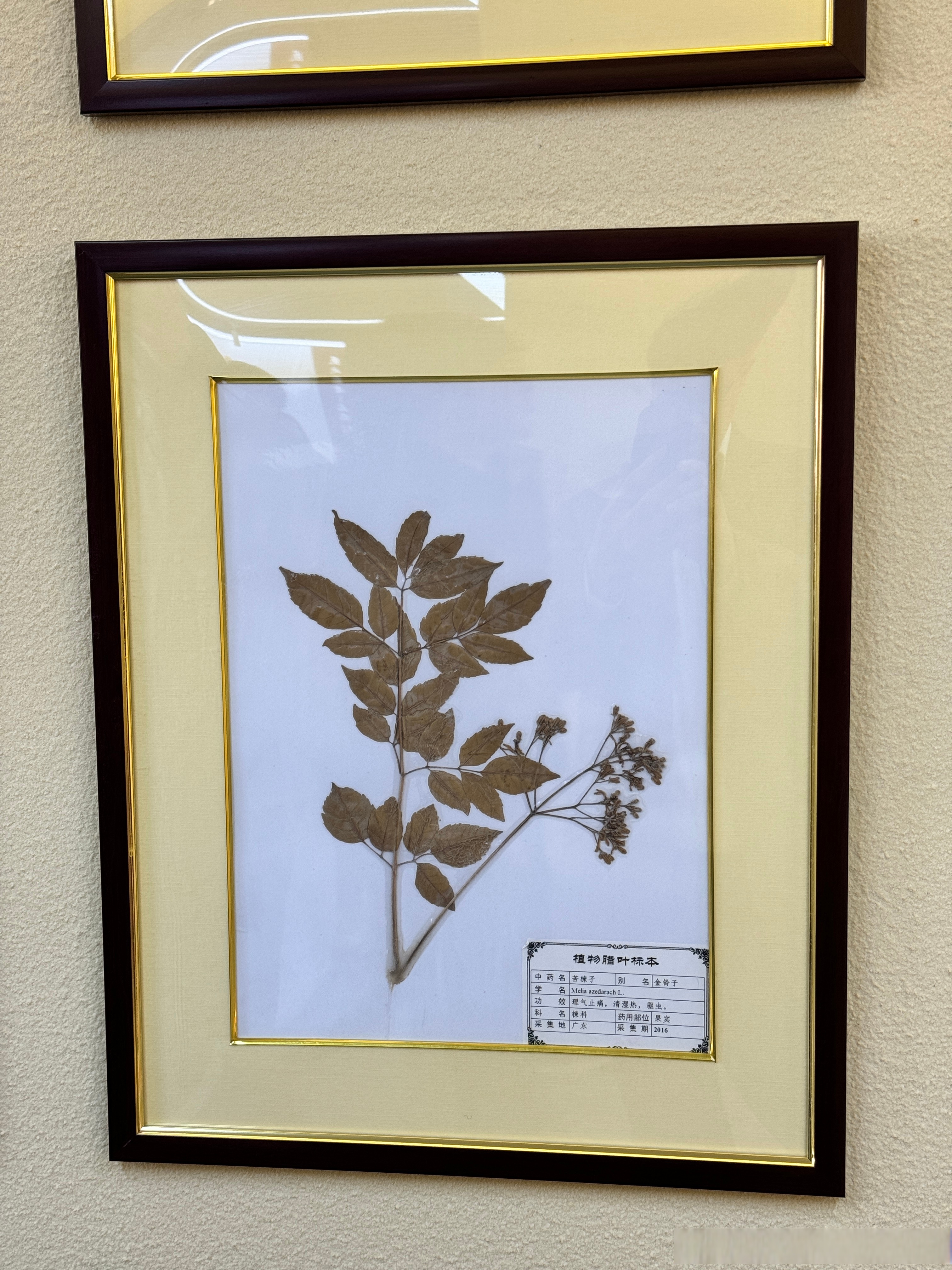 在丰台区中医药博物馆,看到了各种可以入药的植物标本