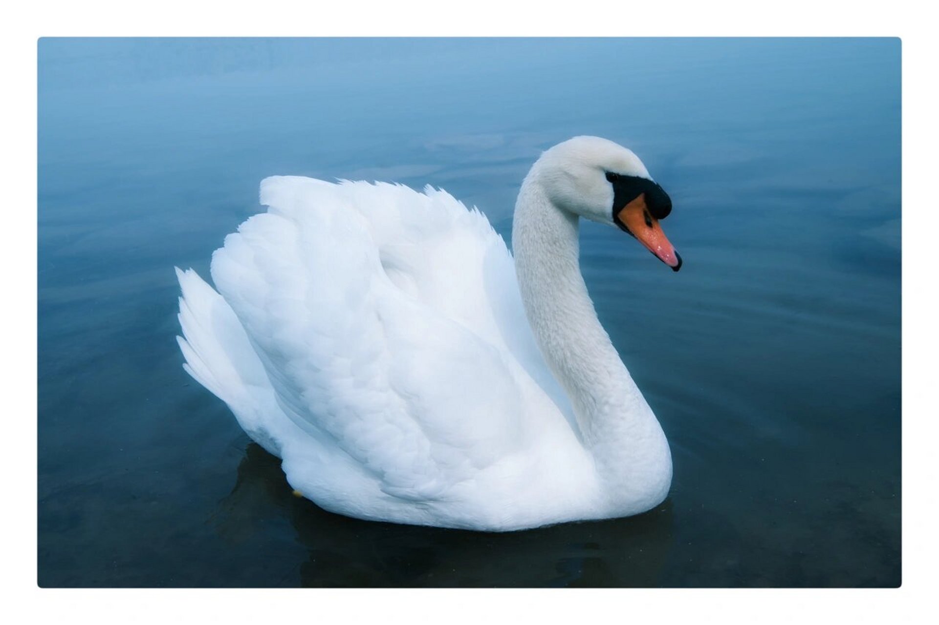 在我国能见到的野生天鹅有三种,分别是大天鹅,小天鹅和疣鼻天鹅.