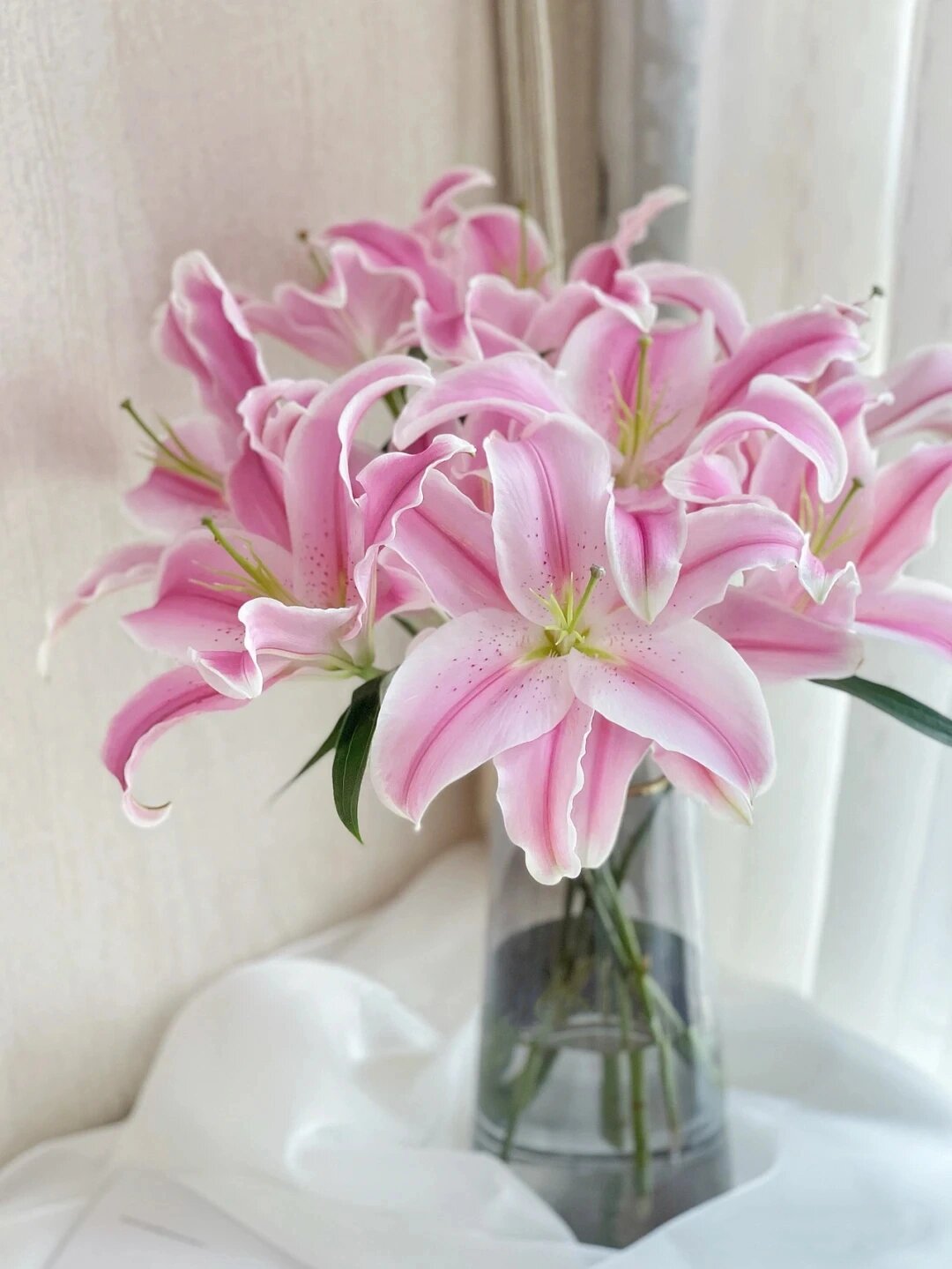 每天涨点新知识 | 索尔邦百合 索尔邦是粉色百合中花头最大的品种