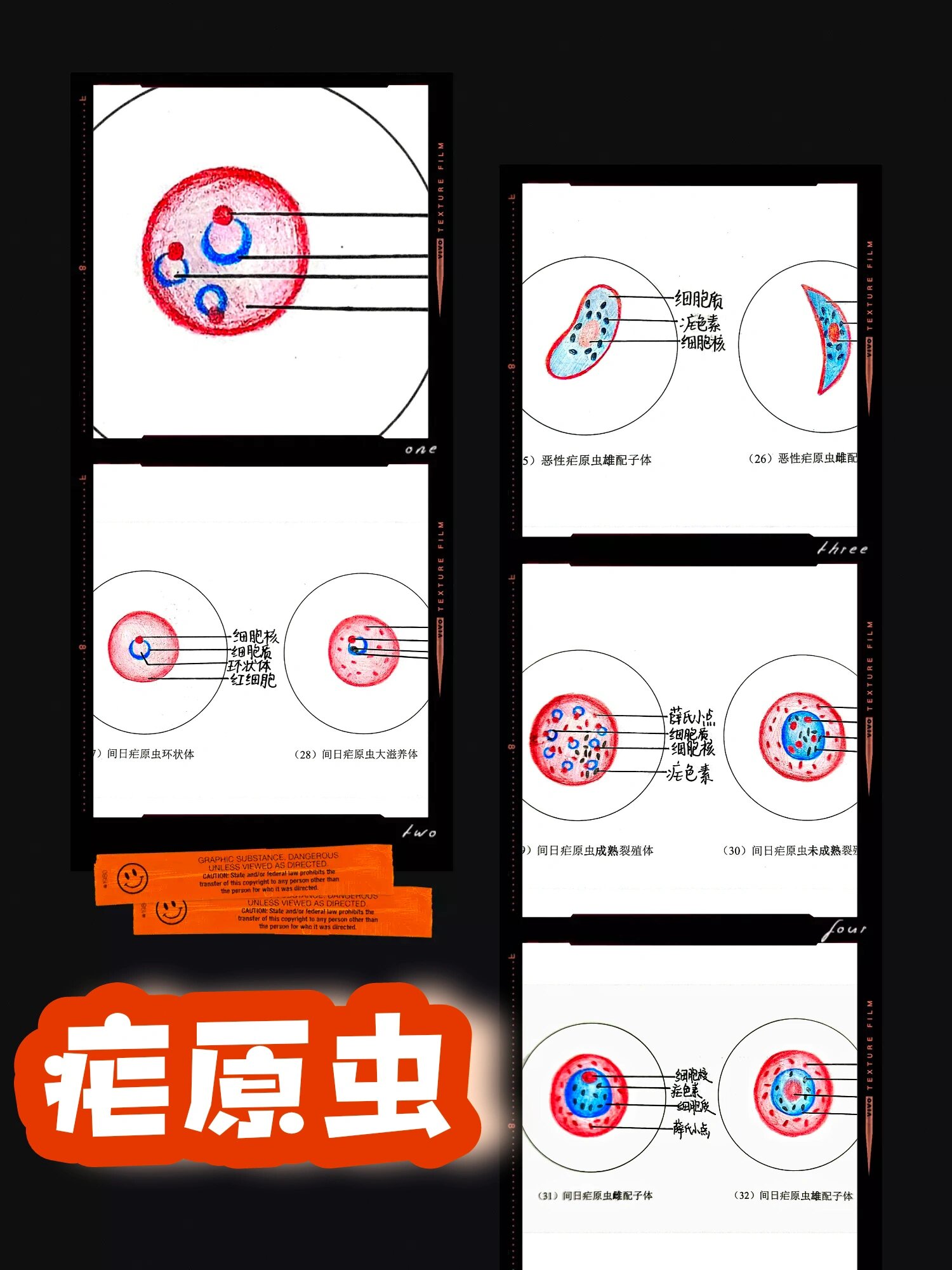 恶性日疟原虫红蓝绘图图片