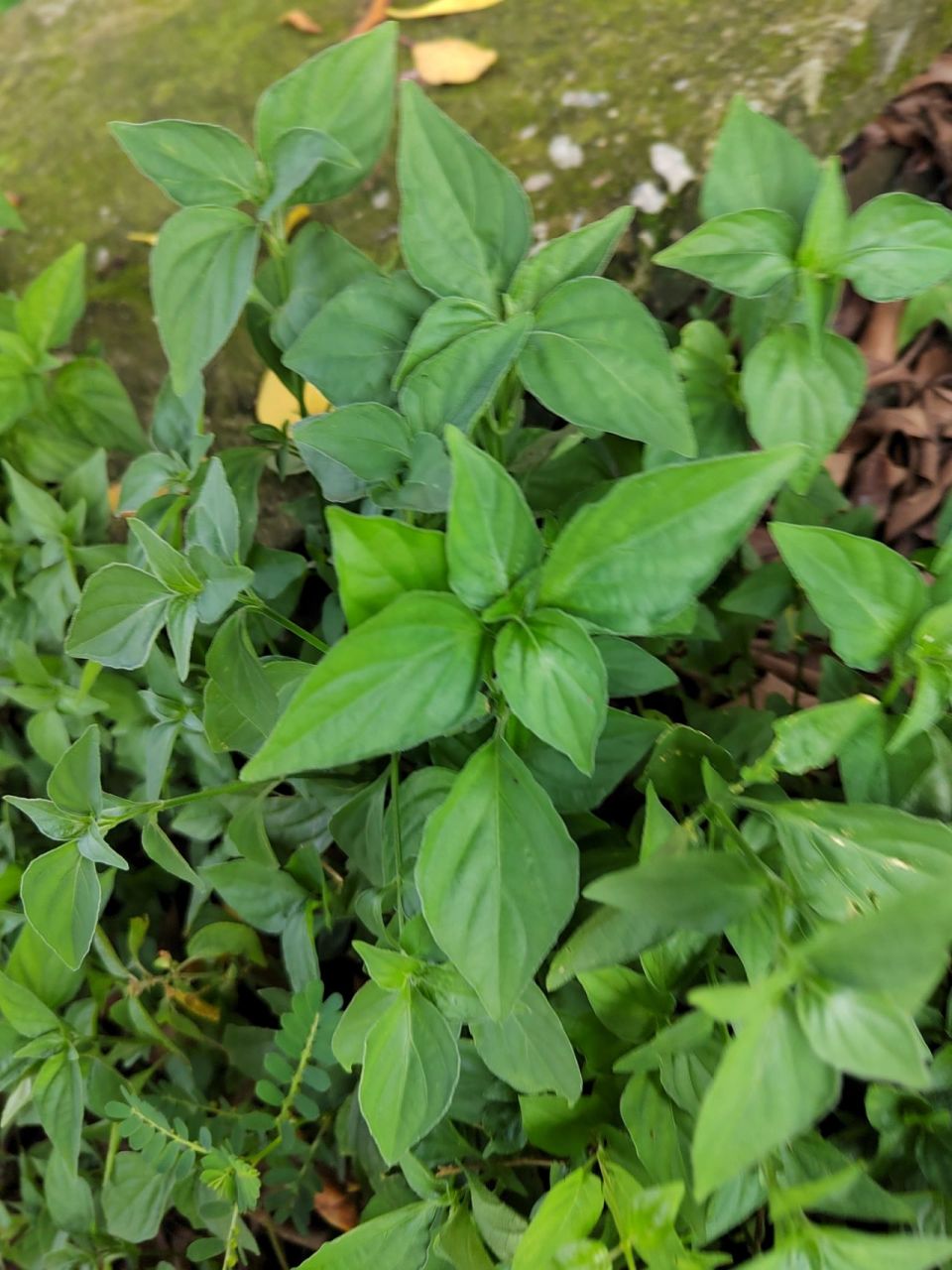 我认识的狗肝菜是这种94图九另一种草 我认识的狗肝菜是这种94图