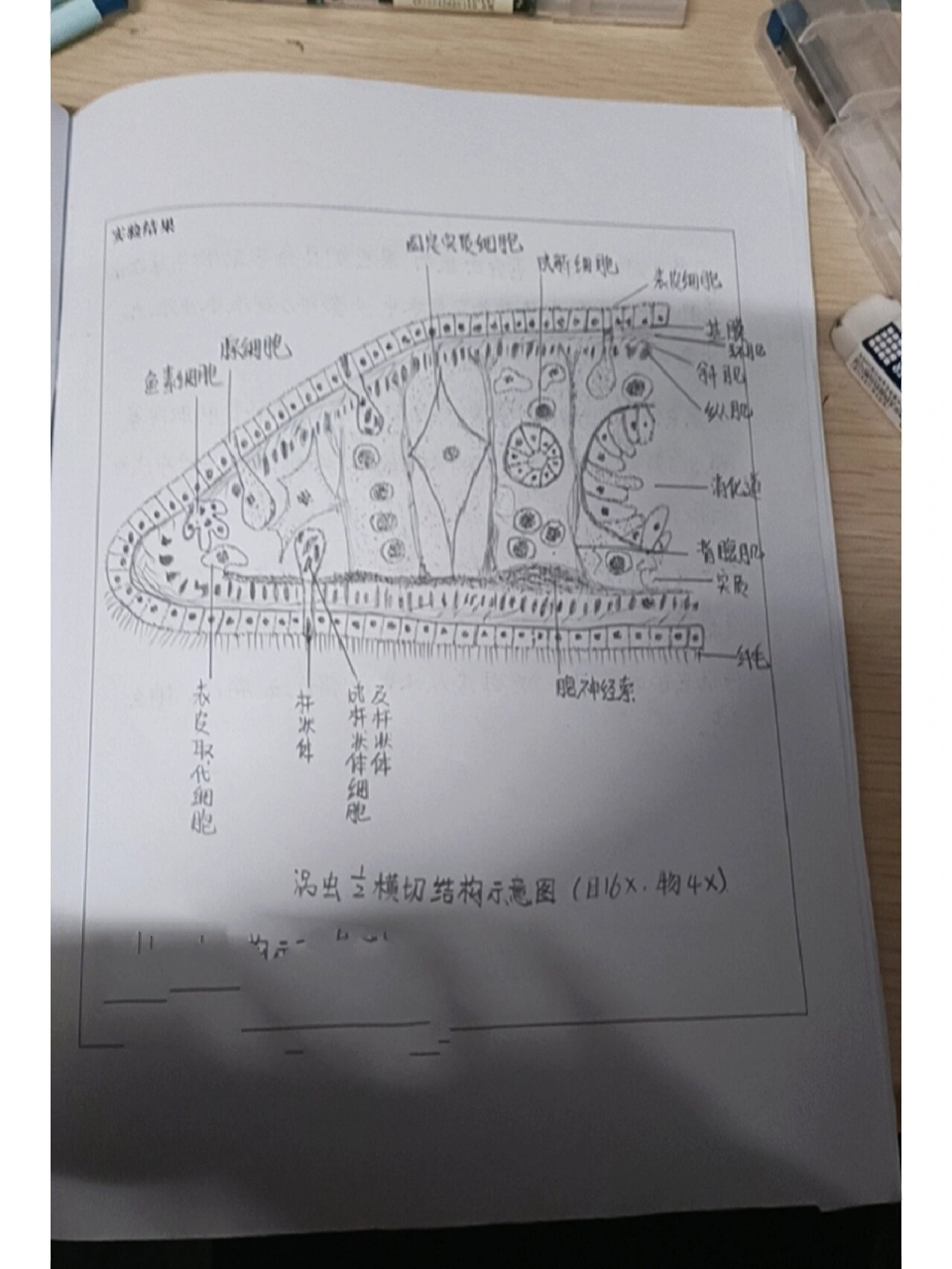 涡虫横切图 实验报告图片