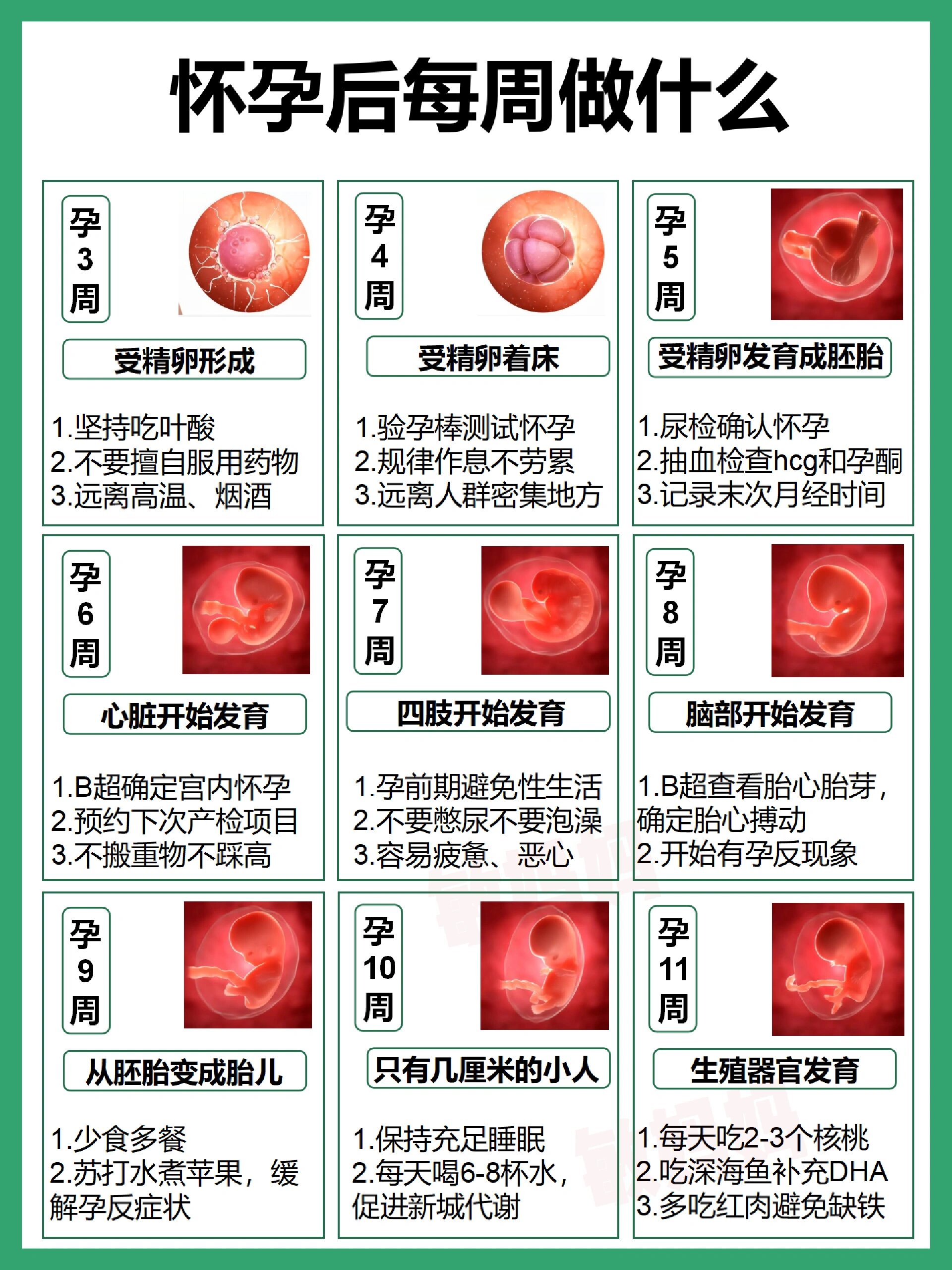 怀孕后每周要做的事情77胎儿发育全过程