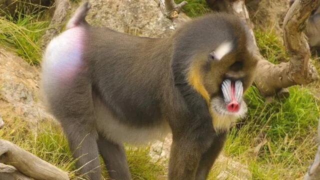 每天认识一种有趣动物|山魈