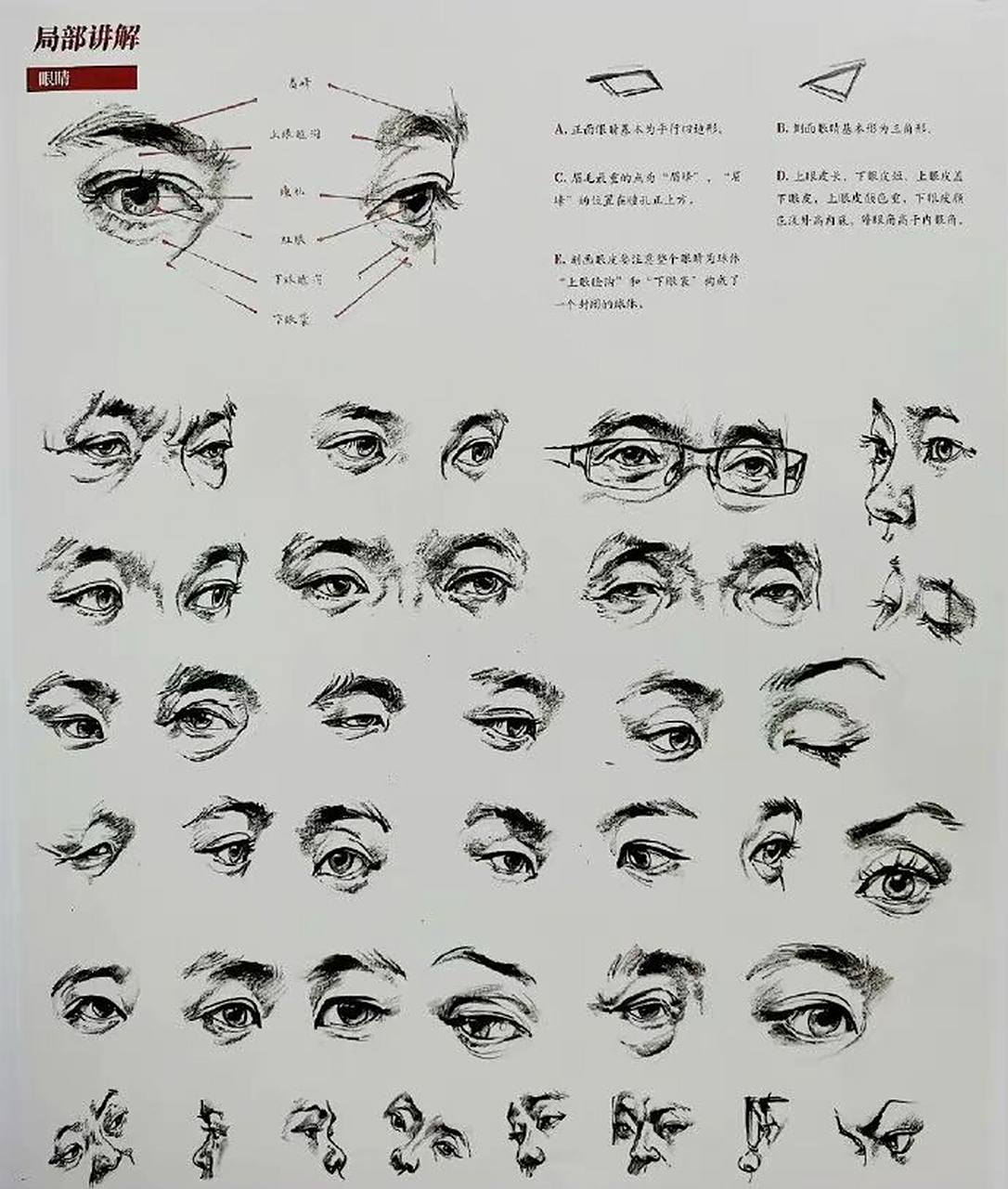 速写五官头部素材图 每一个局部都刻画的很精致 #速写# #速写人物