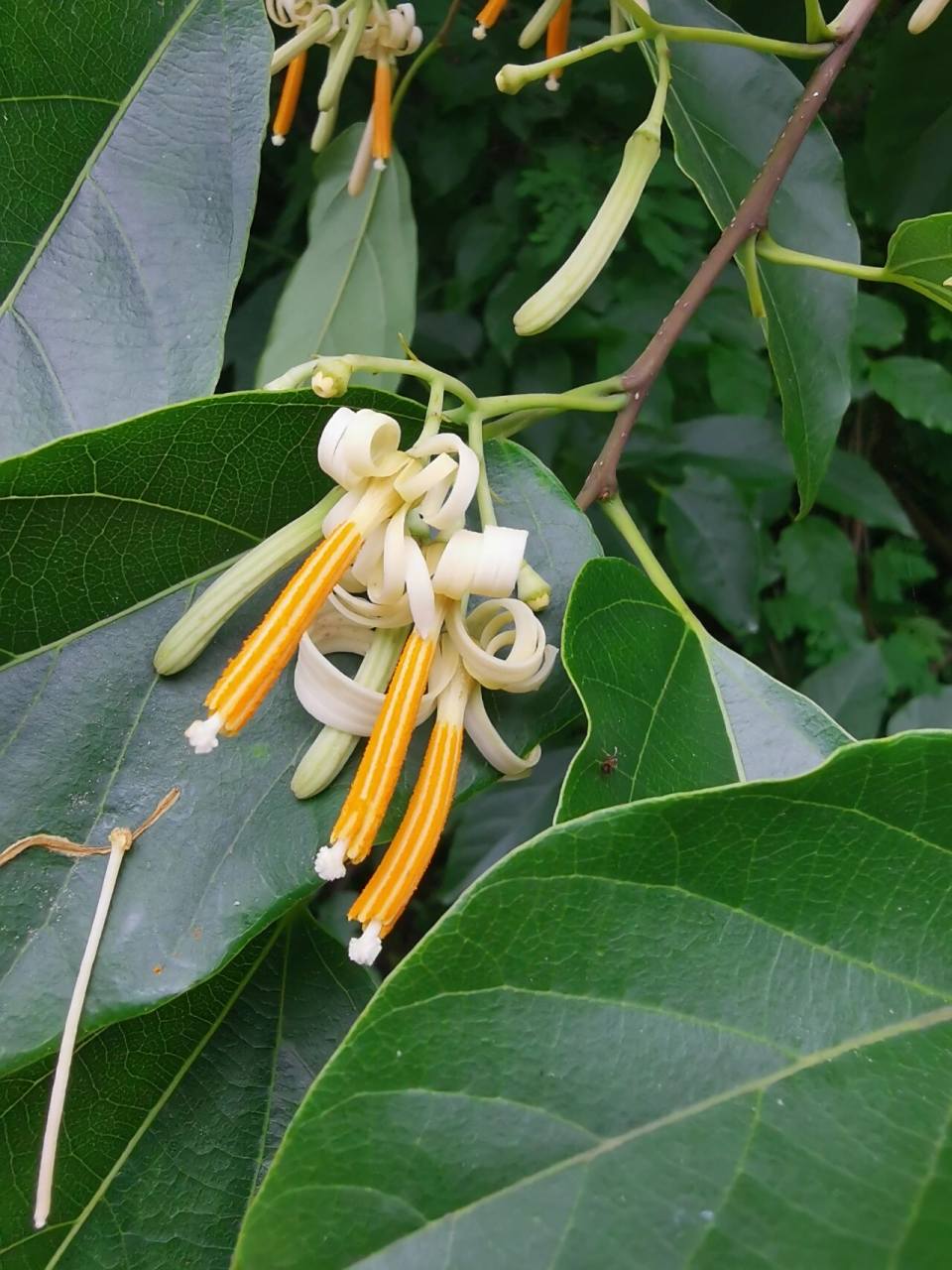 八角枫开花 八角枫,落叶乔木或灌木,高3-5米,稀达15米,胸高直径20厘米