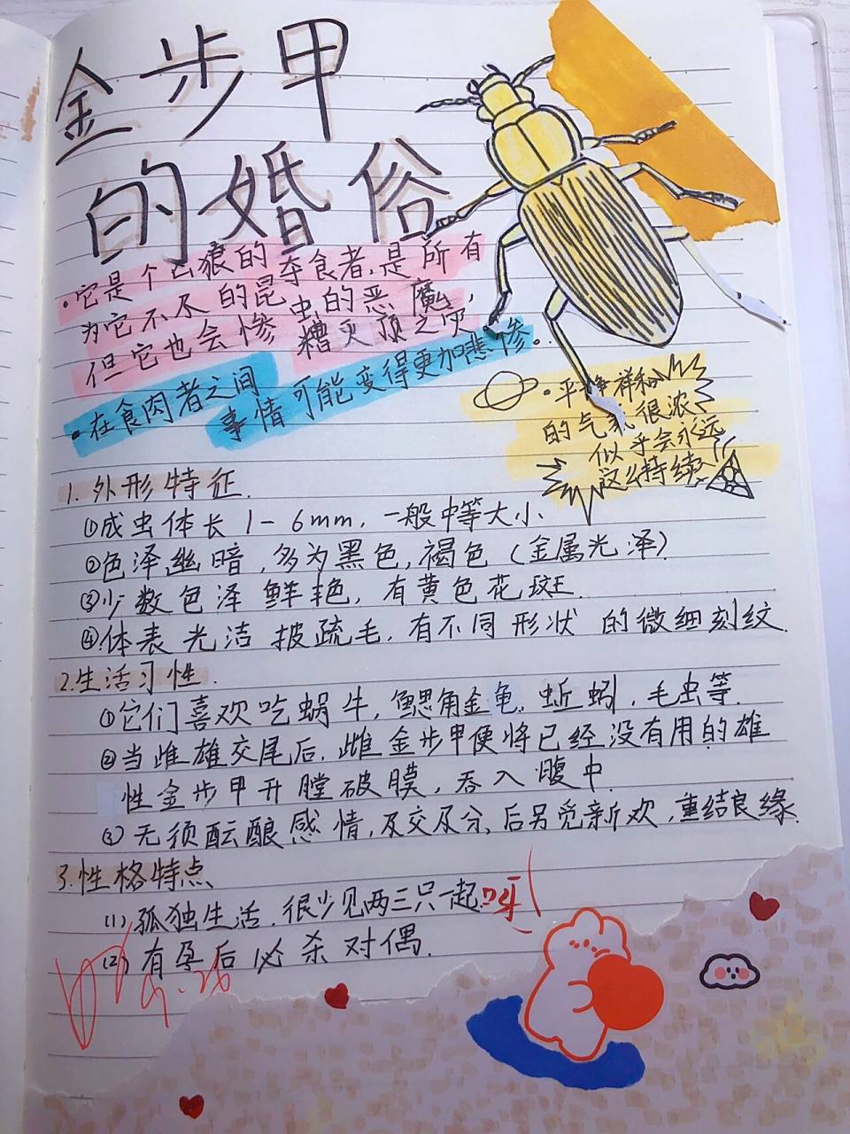 昆虫档案(7)金步甲