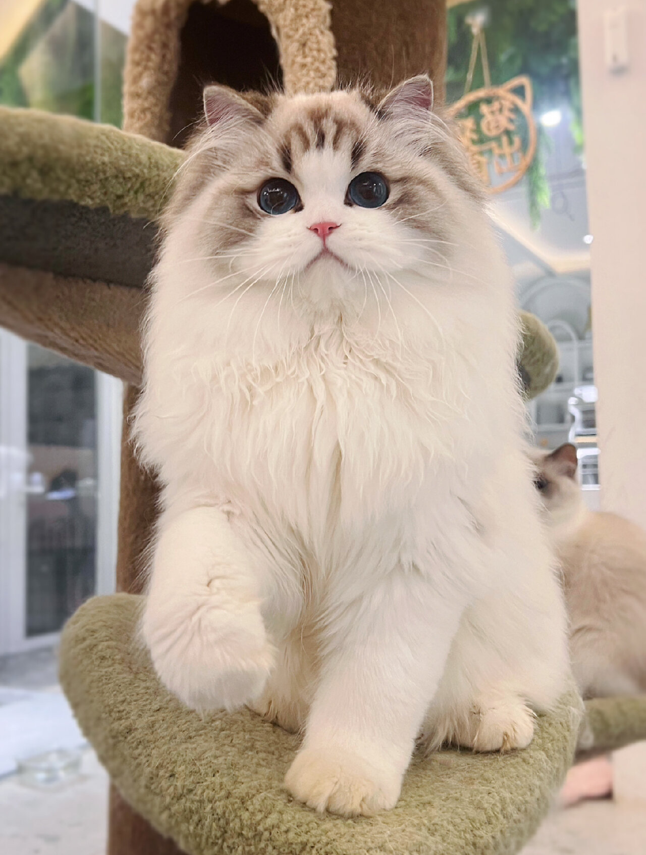 新脸版海山双布偶猫 颜值绝绝子