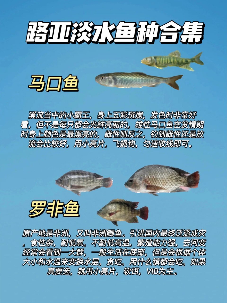 路亚新手必看91路亚淡水鱼种合集