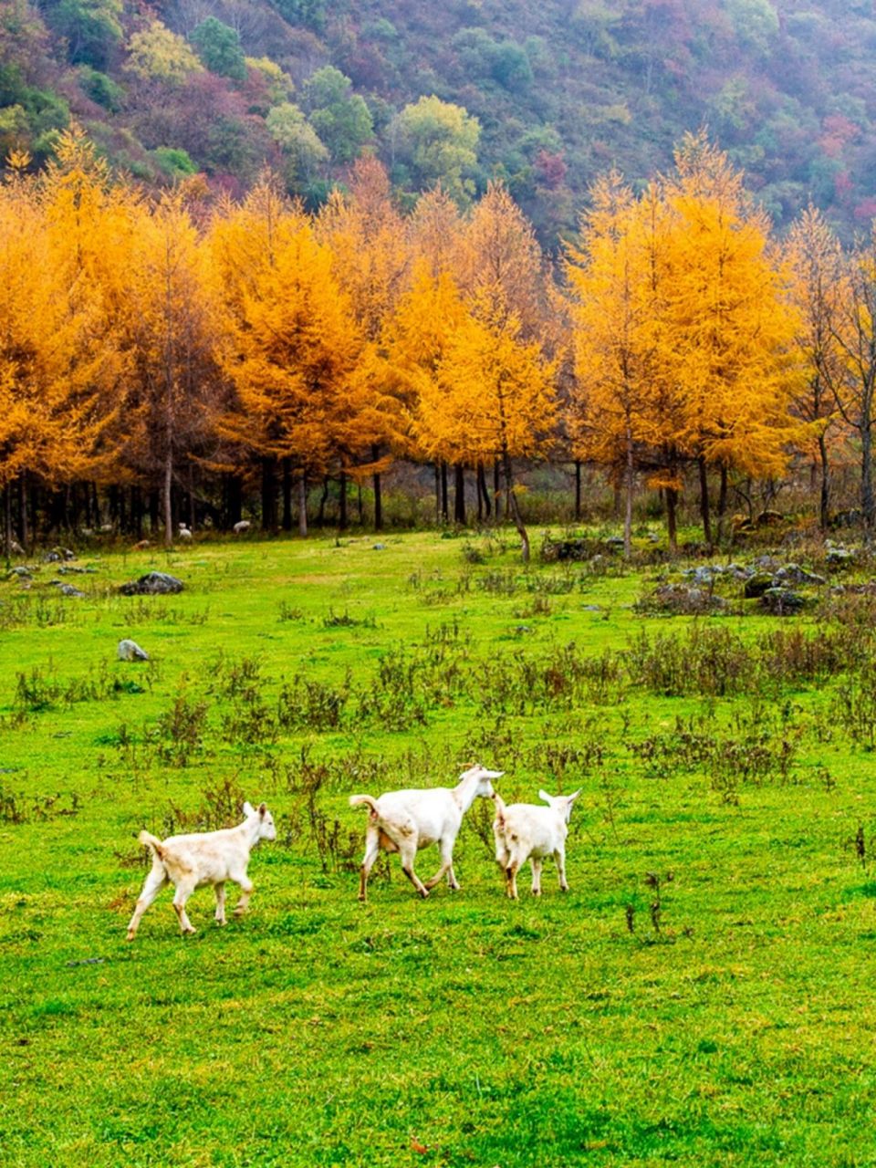 留坝游玩景点推荐:狮子沟牧场 留坝游玩地推荐:狮子沟牧场 94景点