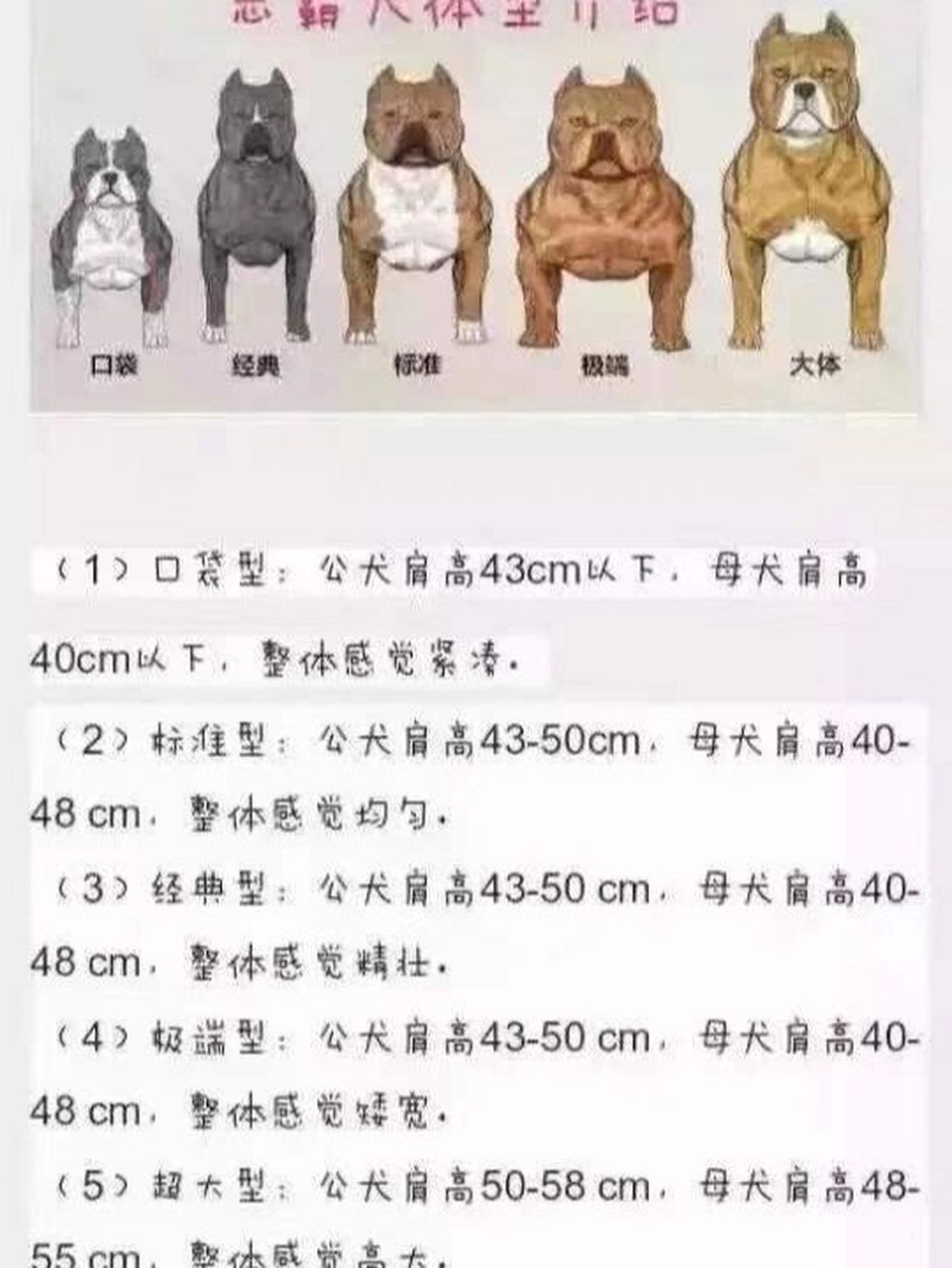 恶霸犬标准体型图片