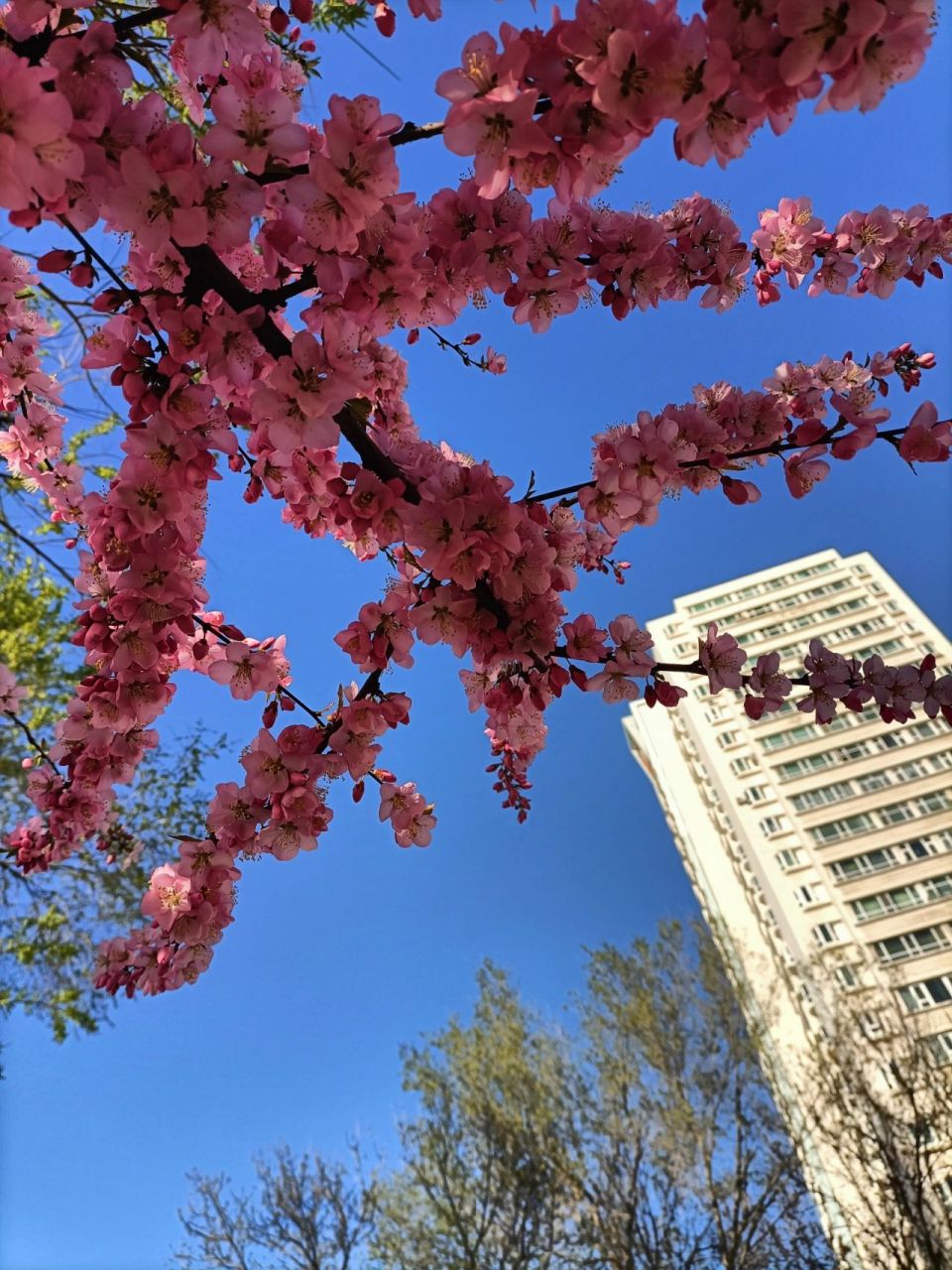 浅发几张新疆大学红湖校区实拍 图片为5号楼 本科生宿舍是上床下桌和