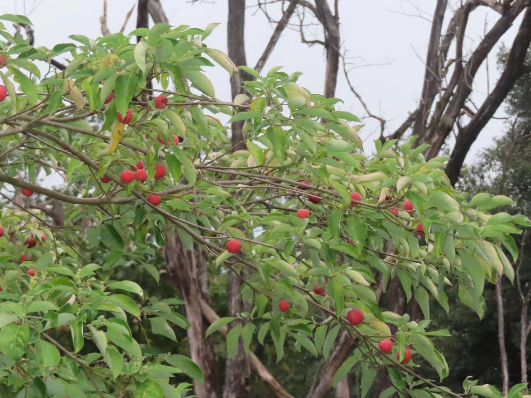 四照花果子图片