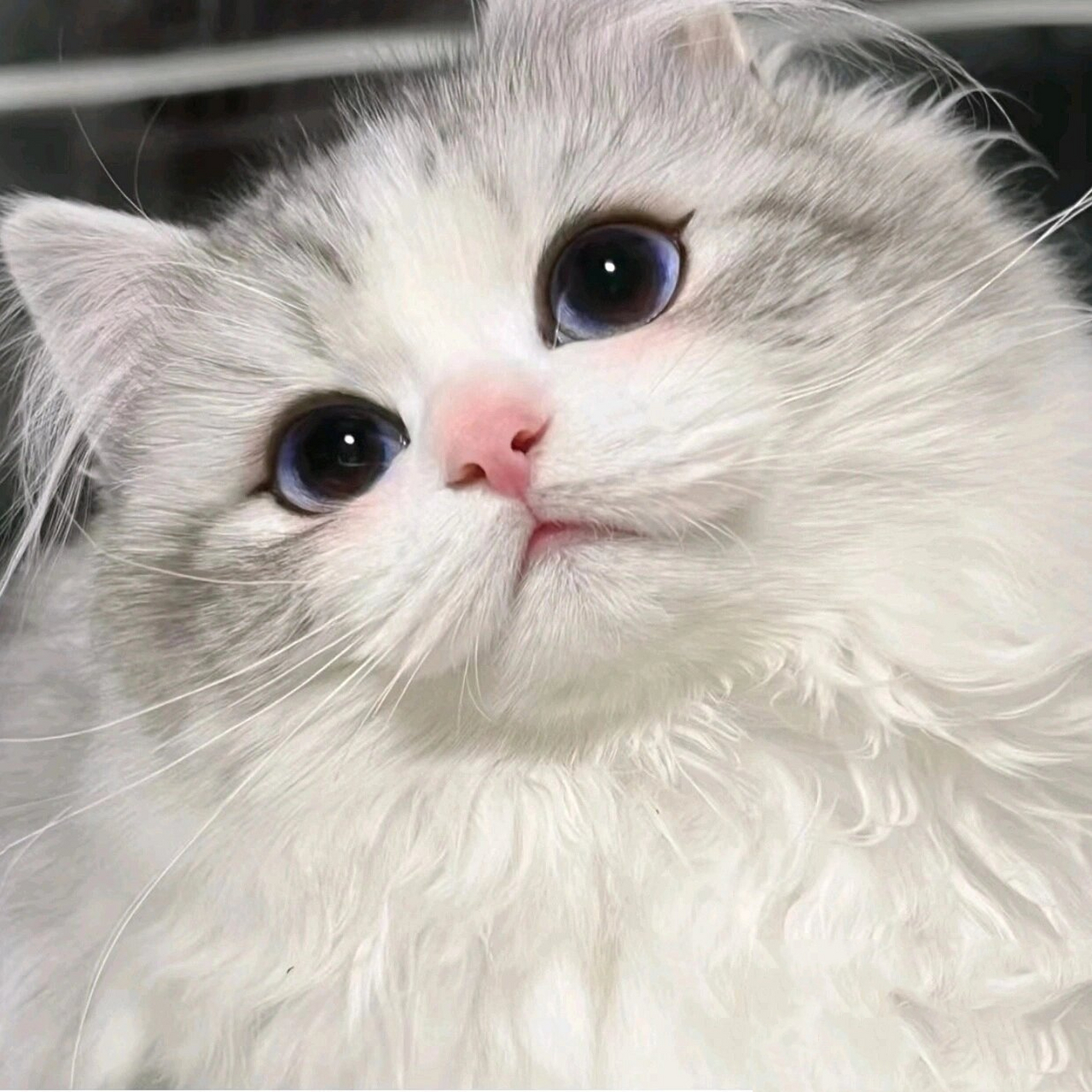 整理了一些好看的动物头像