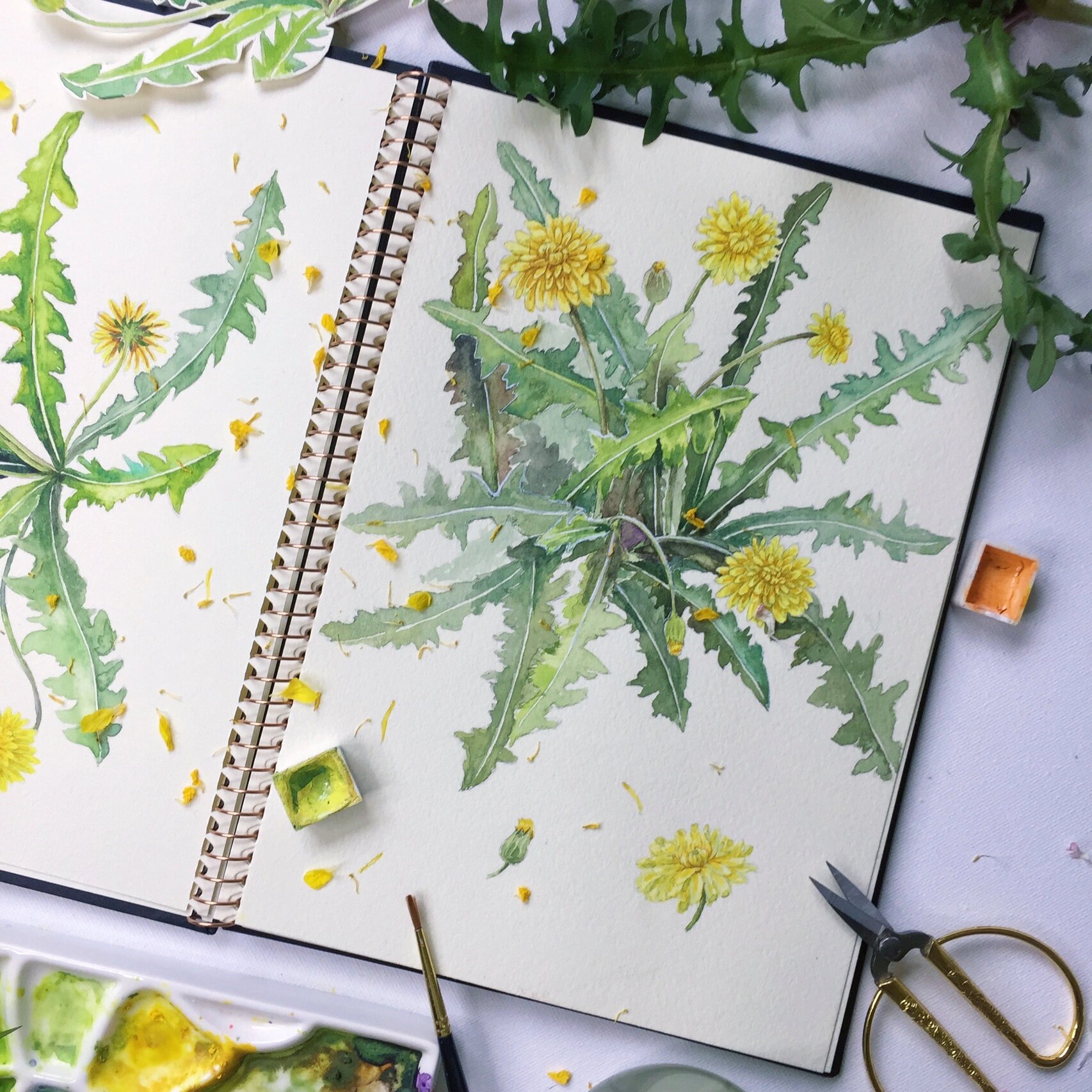 水彩蒲公英(附过程图)每日一绘 #水彩画教程# #绘画日常# #寻找小红书