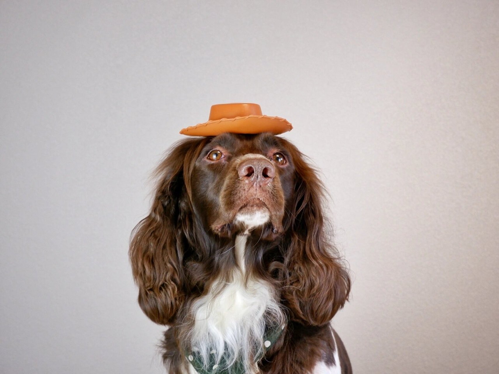 缉毒犬搜救犬-英国史宾格猎犬 大耳朵 长头发 中型犬 智商高 很友好