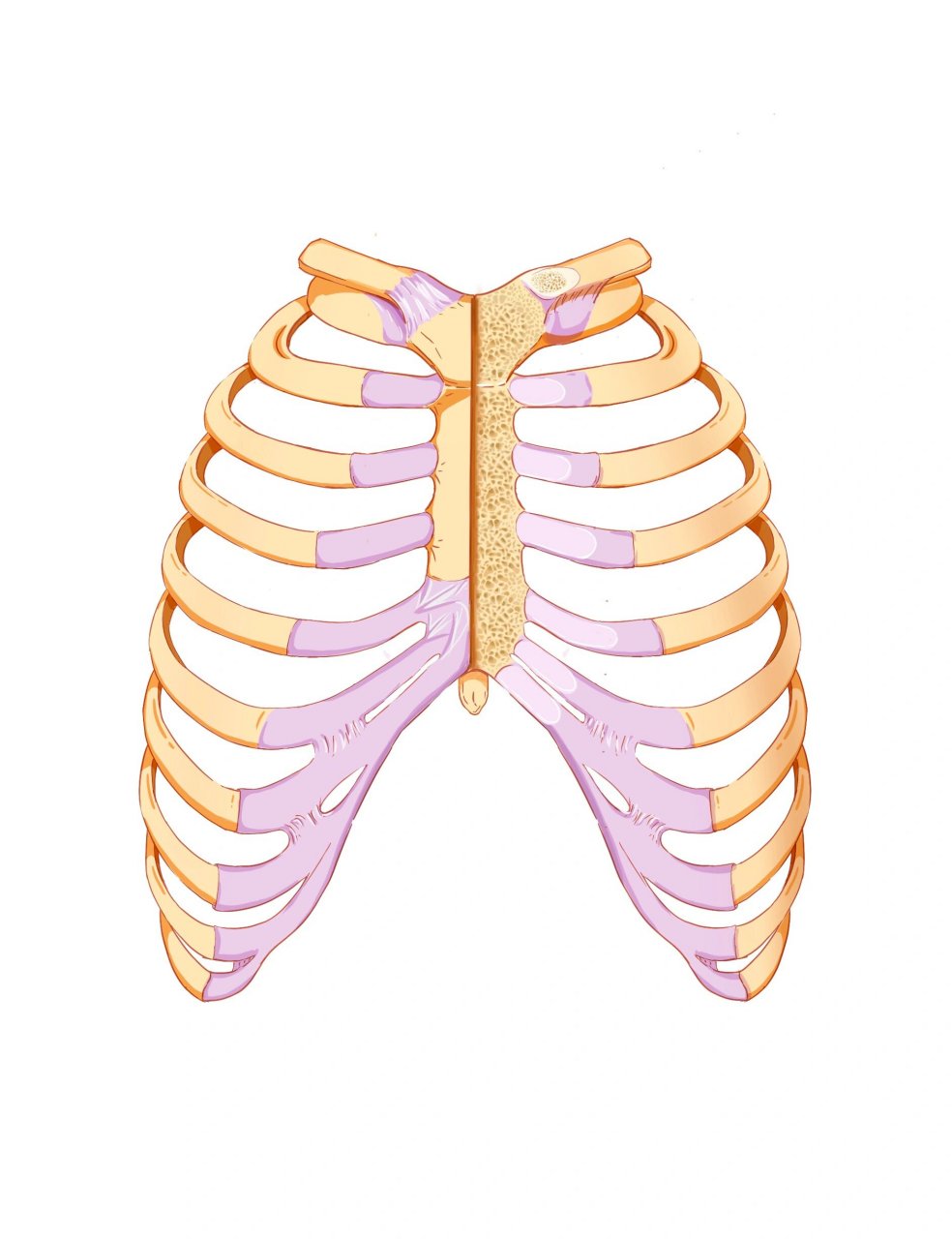 教材插画|系统解剖学图谱重绘3 肋骨胸骨 94胸骨分胸骨柄,胸骨体和