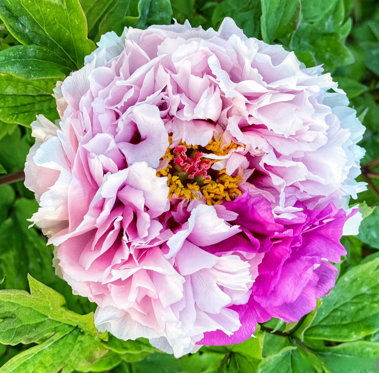 中国洛阳牡丹文化节##花开洛阳青春登场# 牡丹名品:二乔牡丹花,泵名