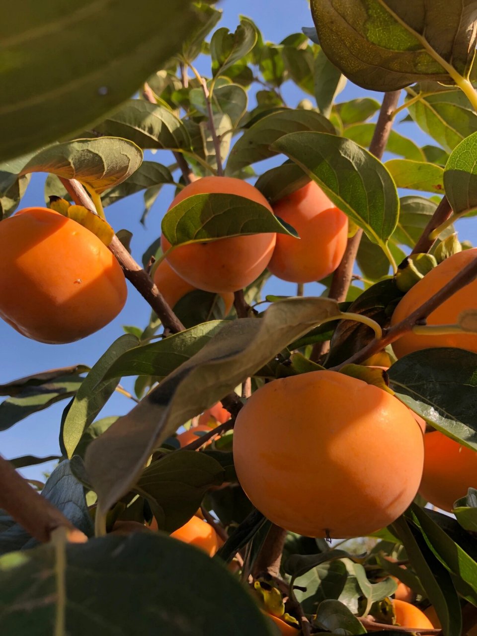 来报恩的脆柿子树 蓝天下的柿子,太爱了,打包装箱发快递