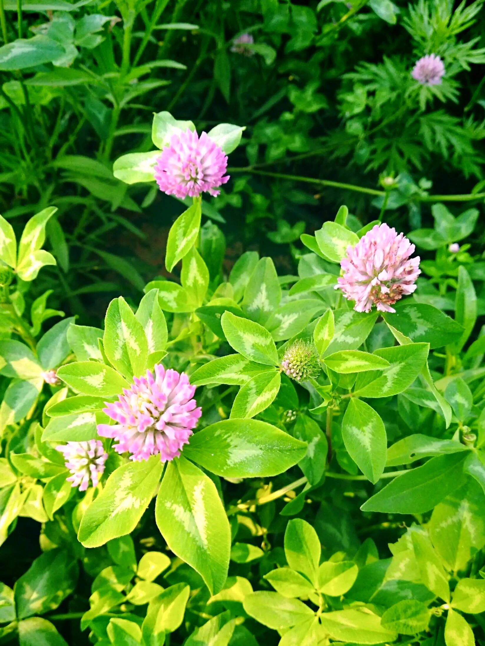 每日一花:红车轴草 红车轴草(trifolium pratense l.