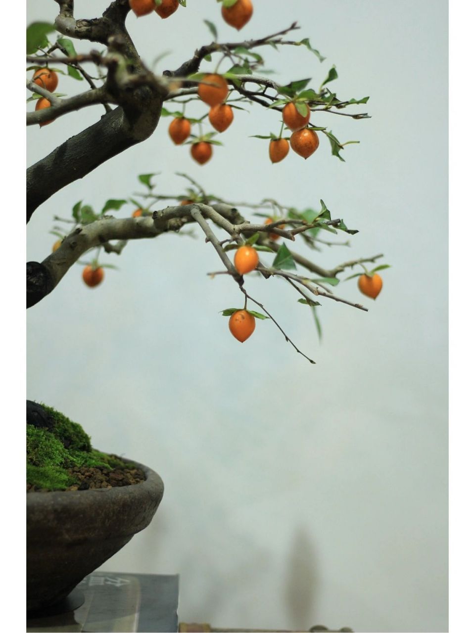 《盆景偶录》中,被列为"盆景十八学士"之一,是川派盆景的代表树种之一