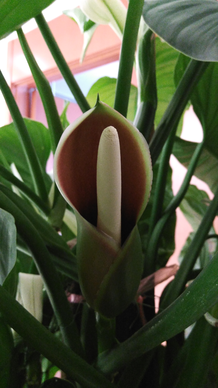 绿宝石花花语绿宝石原产于南非热带地区学名喜林芋俗称绿宝石是一种观