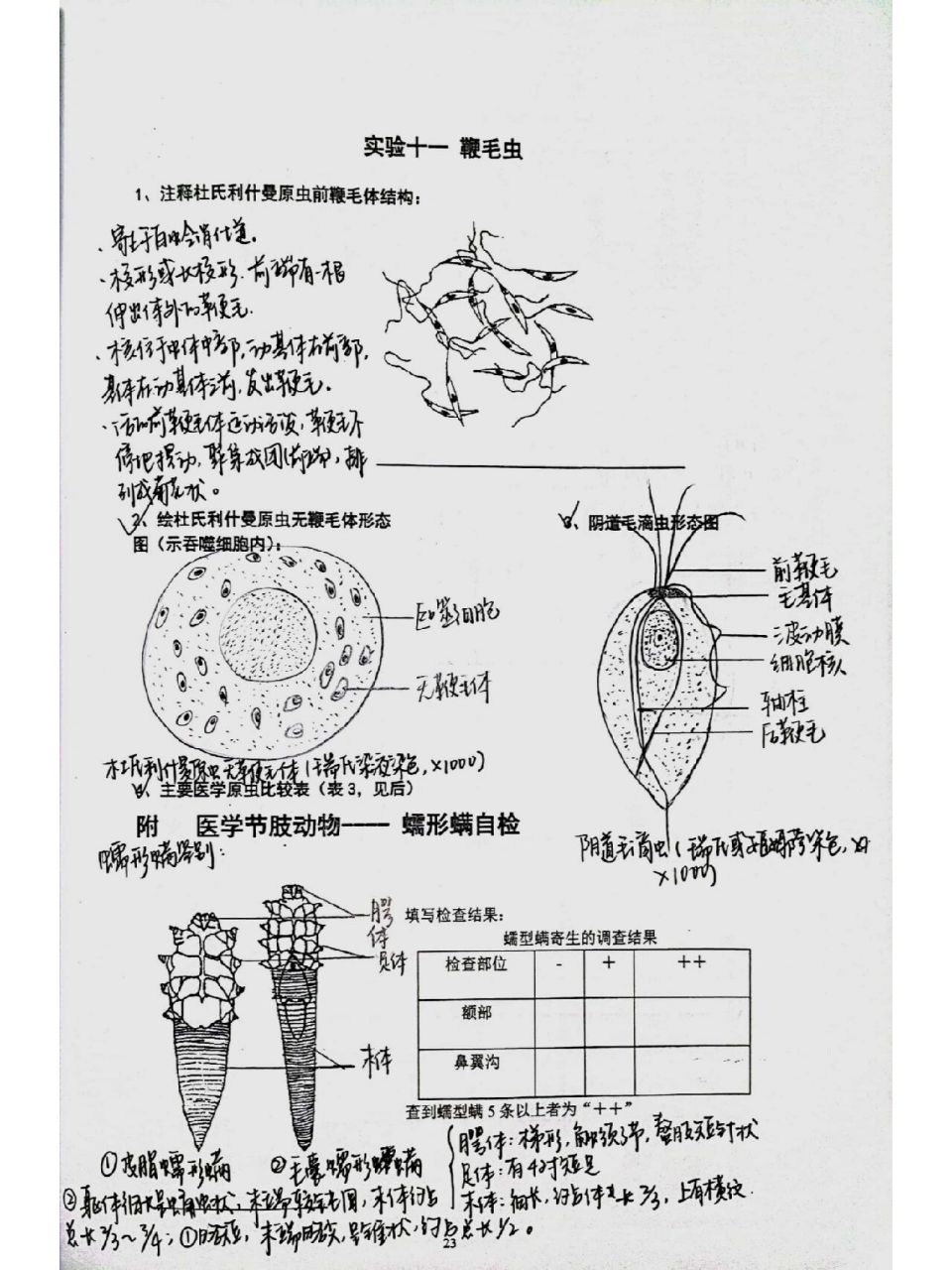 刚地弓形虫滋养体绘图图片