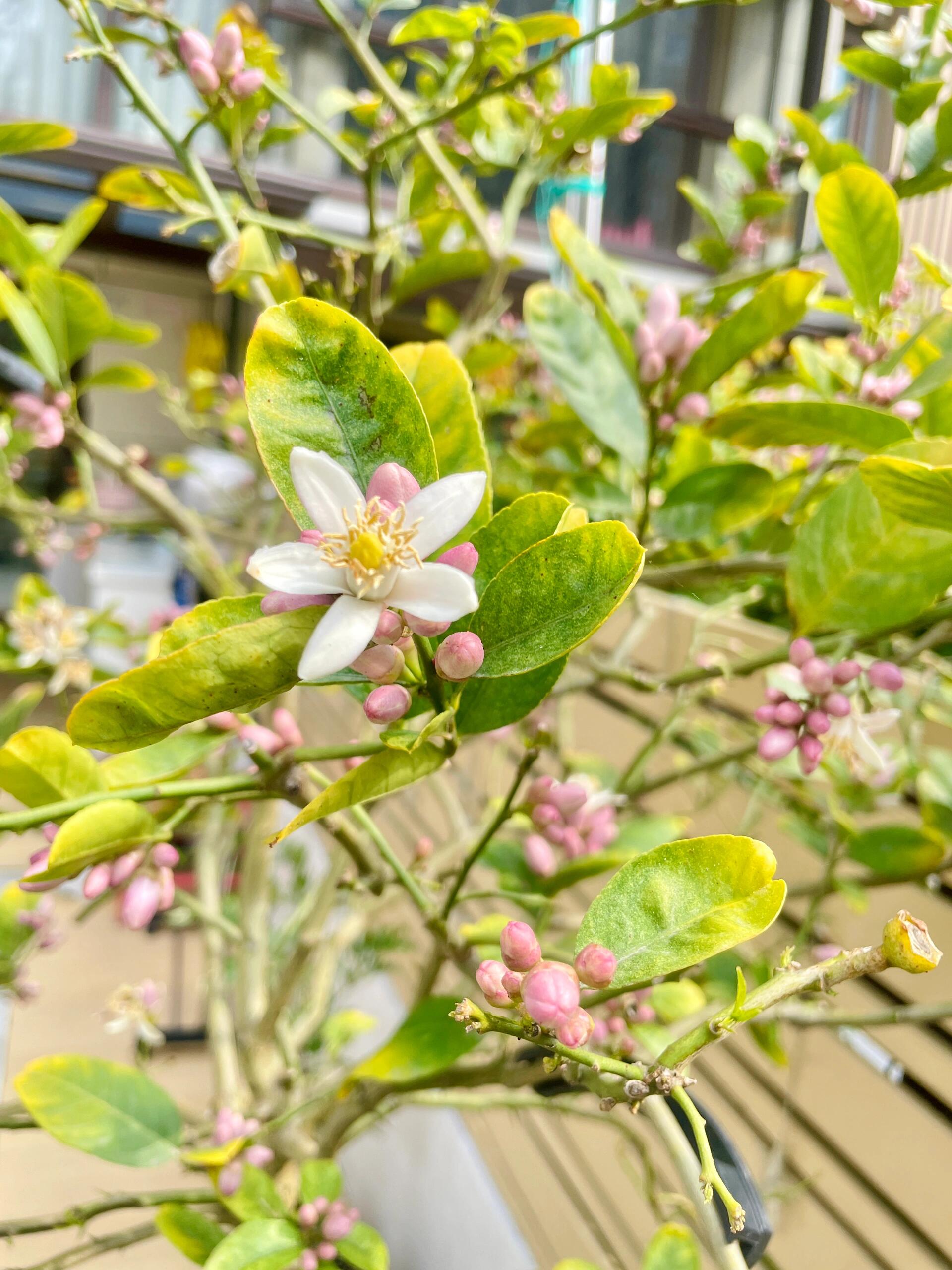 紫玉兰的雄蕊和雌蕊图片