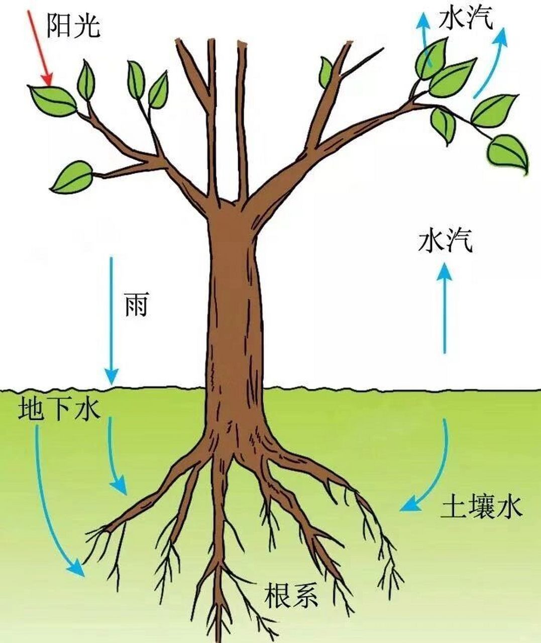 (一)02,主动吸水 由植物根系生理活动而引起的吸水过程称为主动