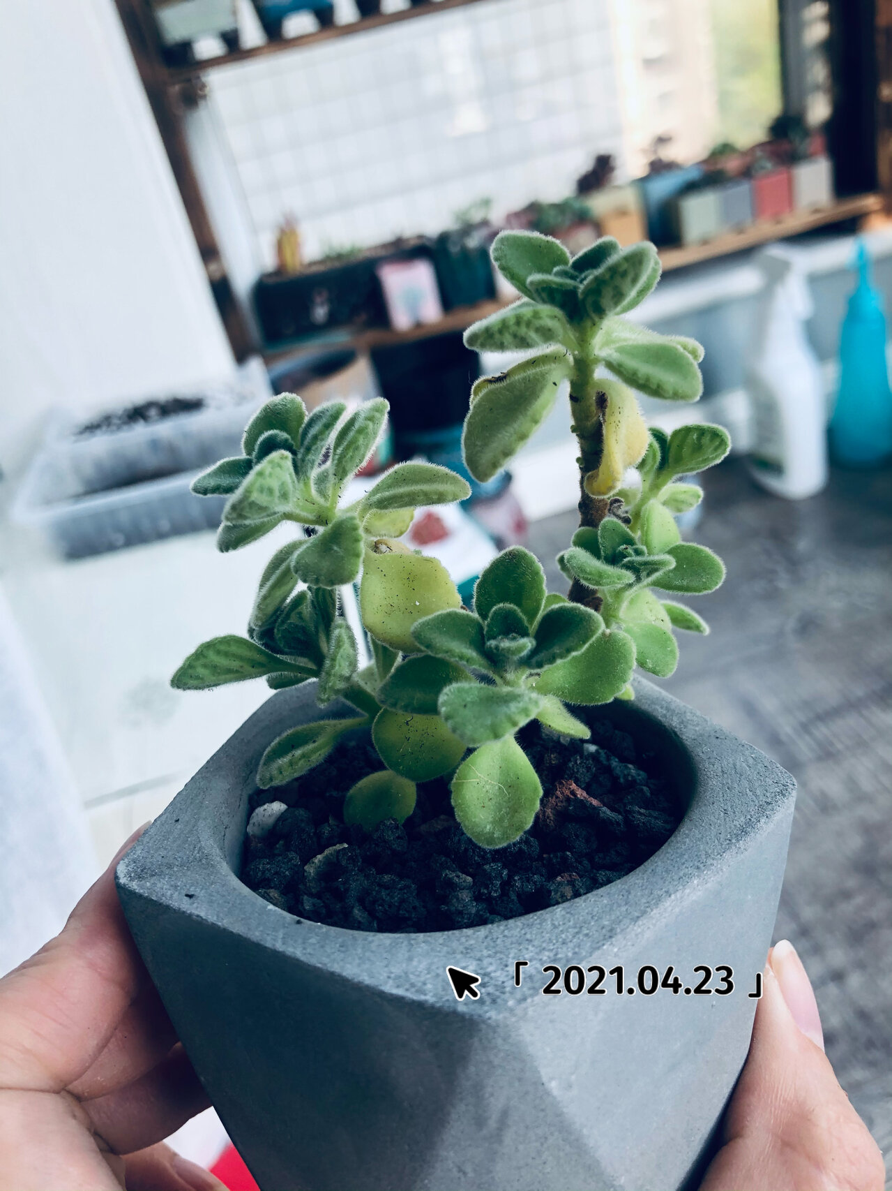 碰碰香 中文名:碰碰香 别名:一抹香,触留香(楚留香),绒毛香茶菜 拉丁