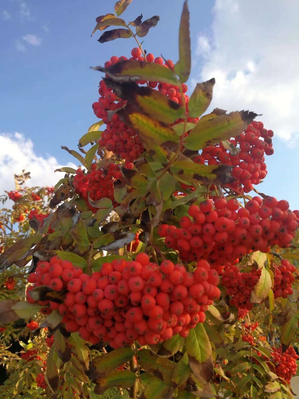 花楸树别名马加木,我国主要分布在东北,常用于园林