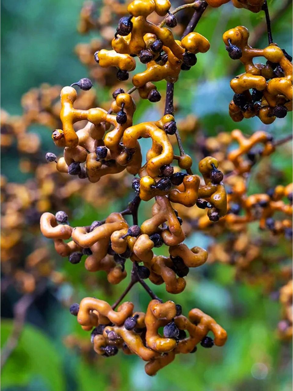 我们可以选择吃拐枣来保护肾脏健康的同时也可以来点拐枣酒养身78