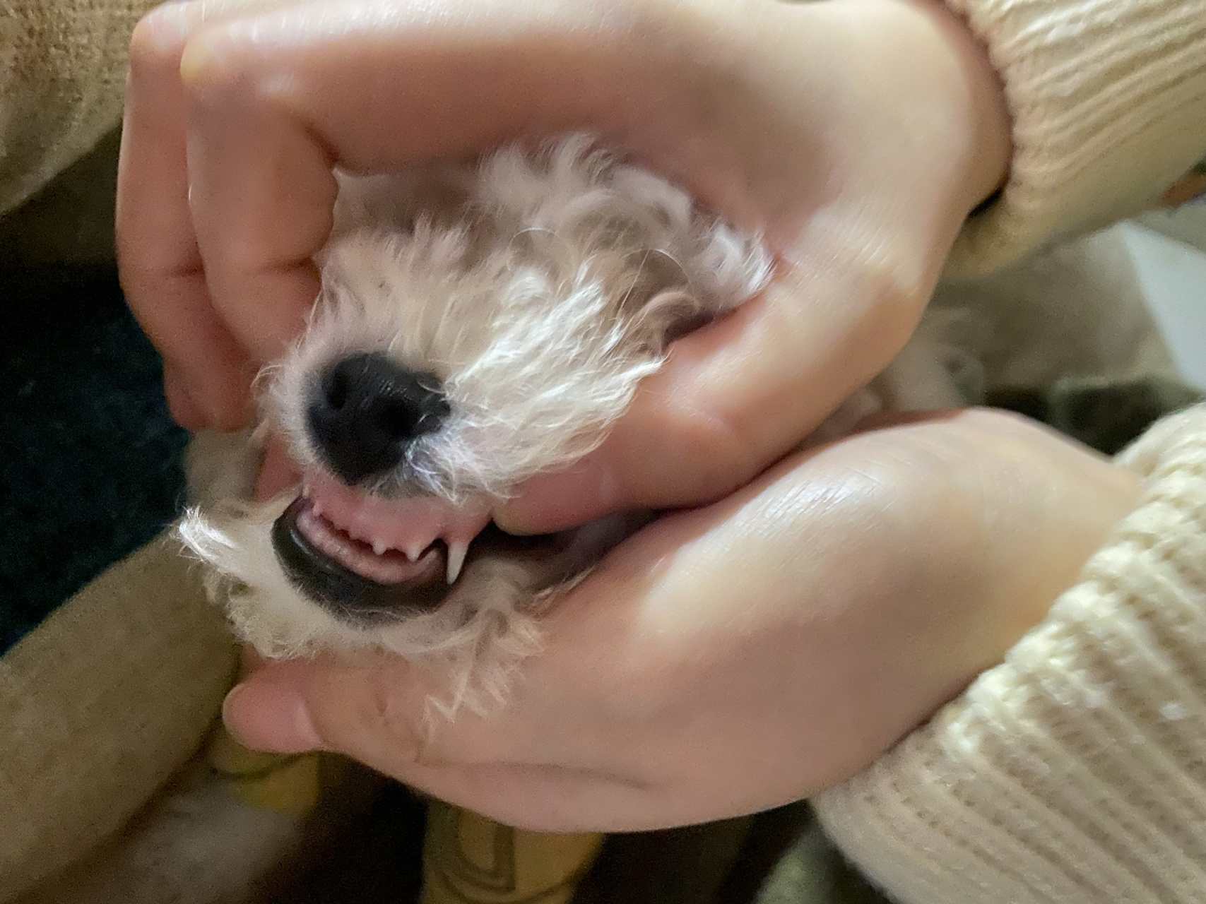 狗狗竟然也有地包天 今天第一天带他去体检,一切都健康,结果医生说他