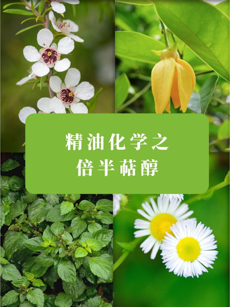 6015精油化学之温柔的倍半萜醇|小白入门 9393倍半萜醇跟倍半