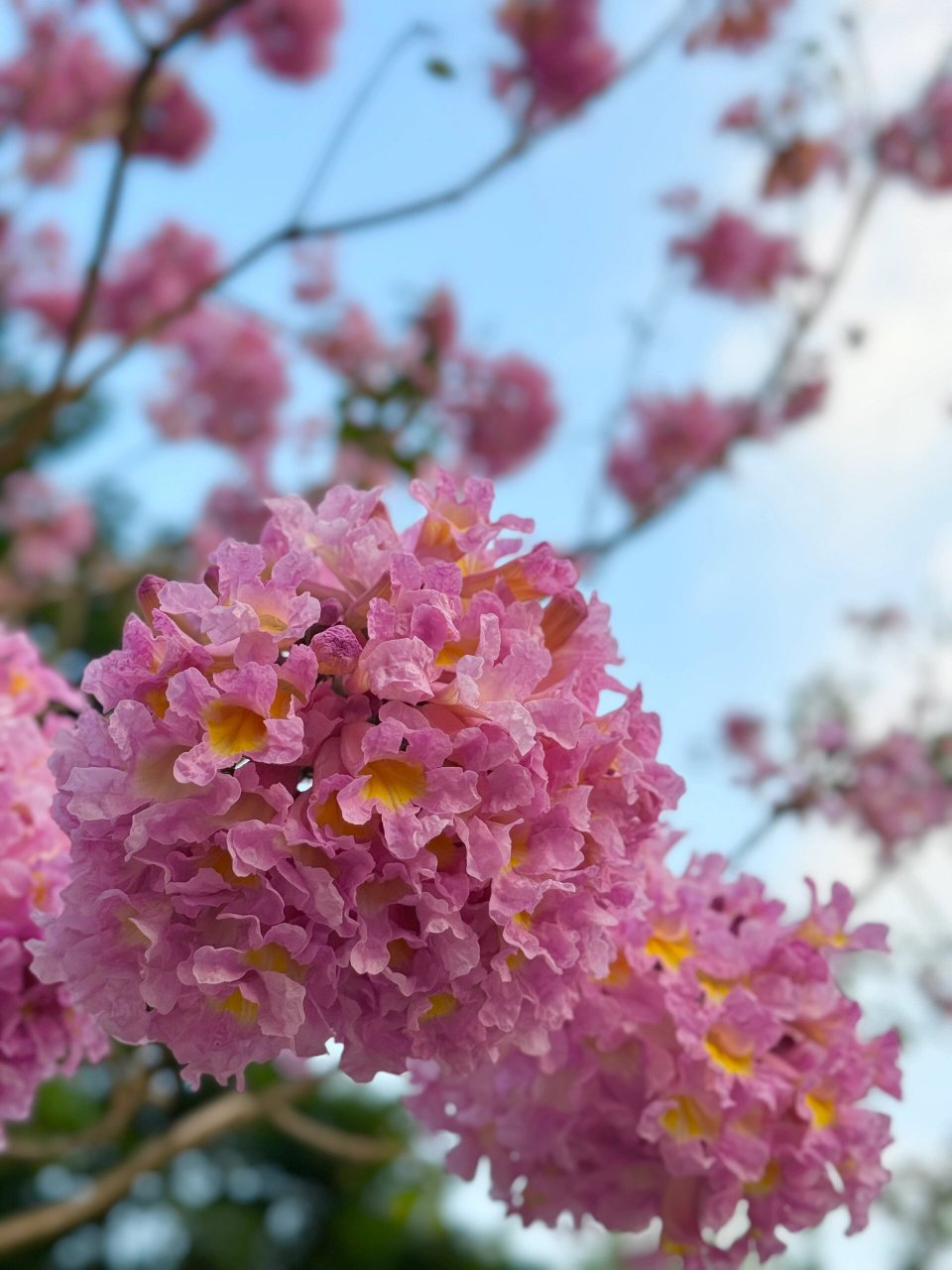 风铃木花海图片