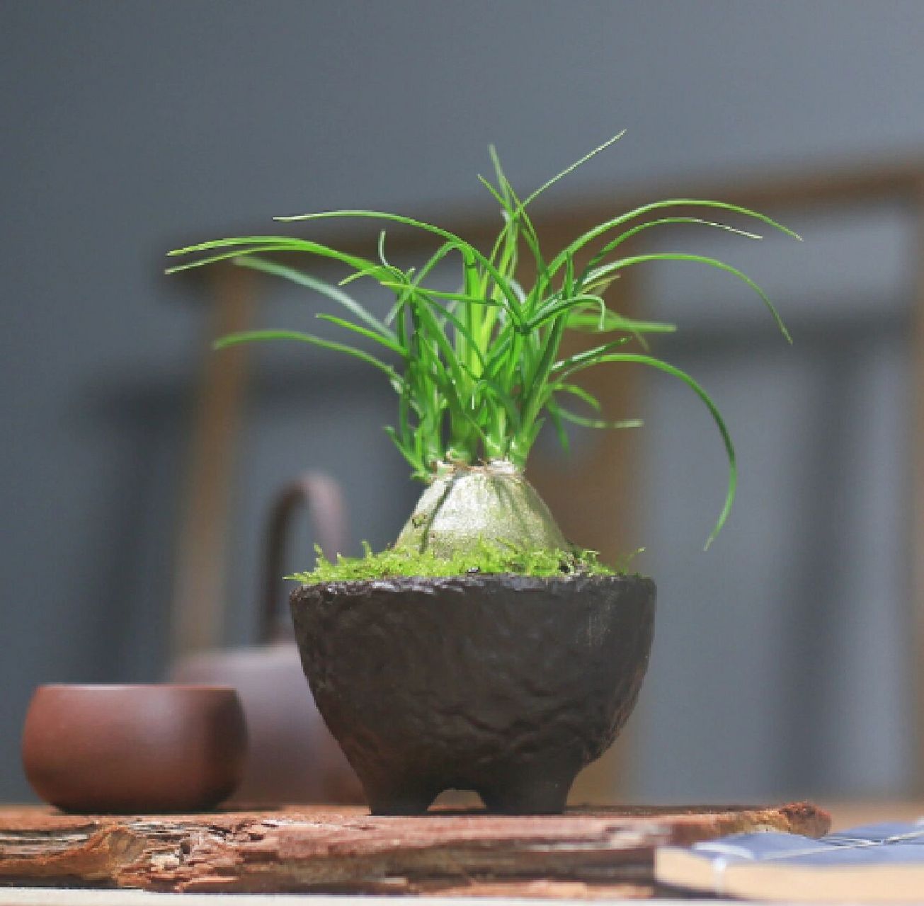 常绿小乔木,属观叶植物.原产于墨西哥干热地区.