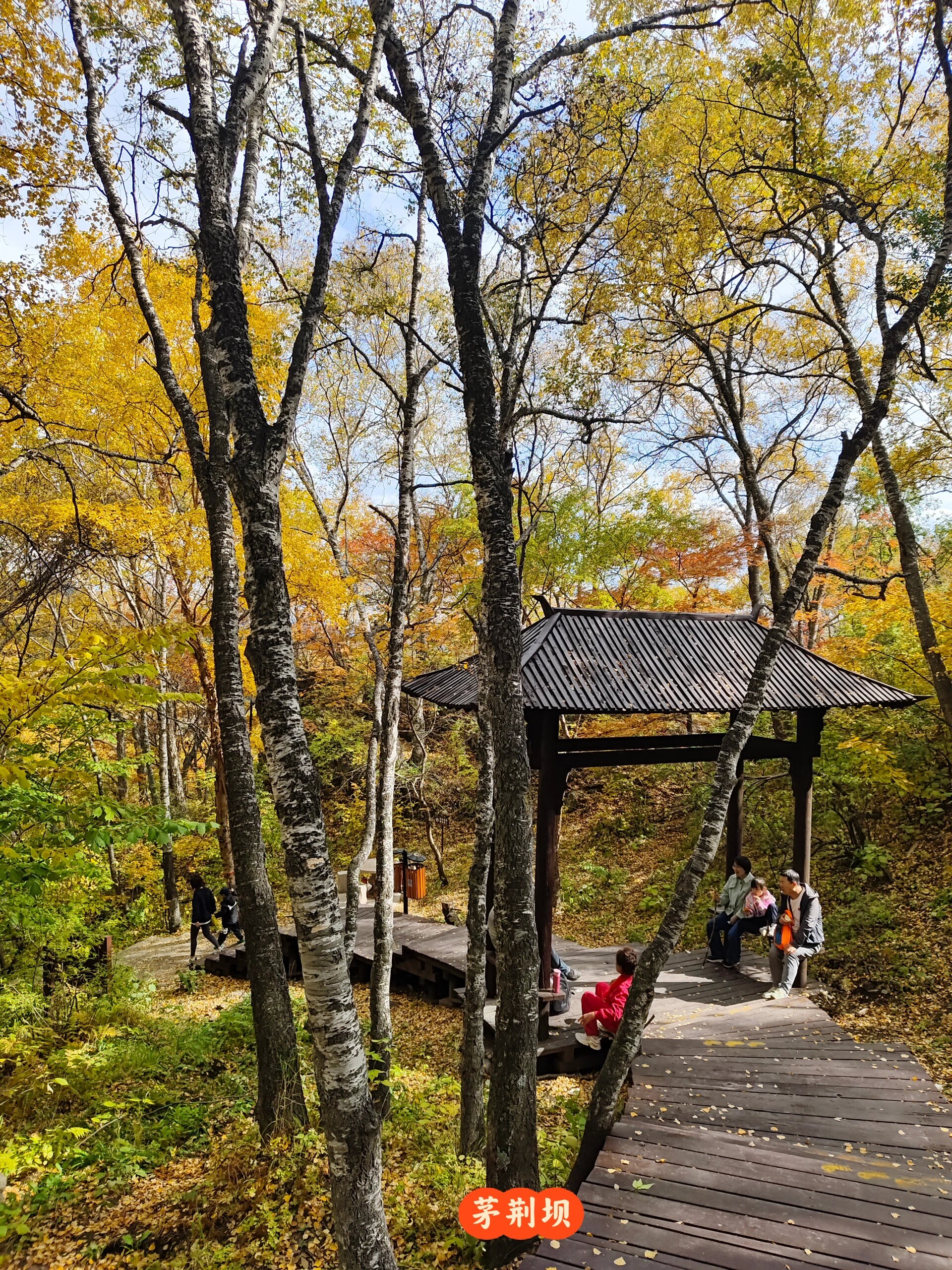 北京周边游攻略之茅荆坝森林公园 今天的茅荆坝森林公园   最美的秋天