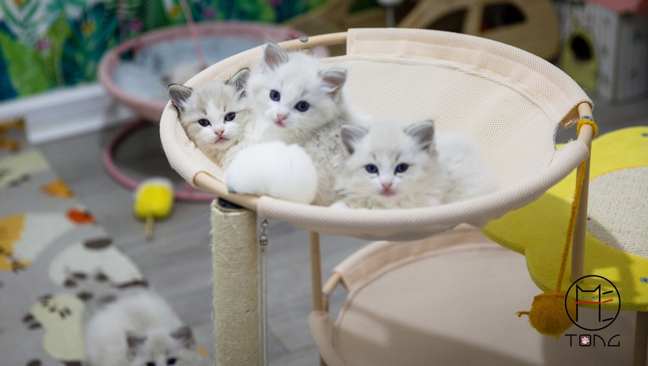 蓝金渐层 布偶 无规律更新一波