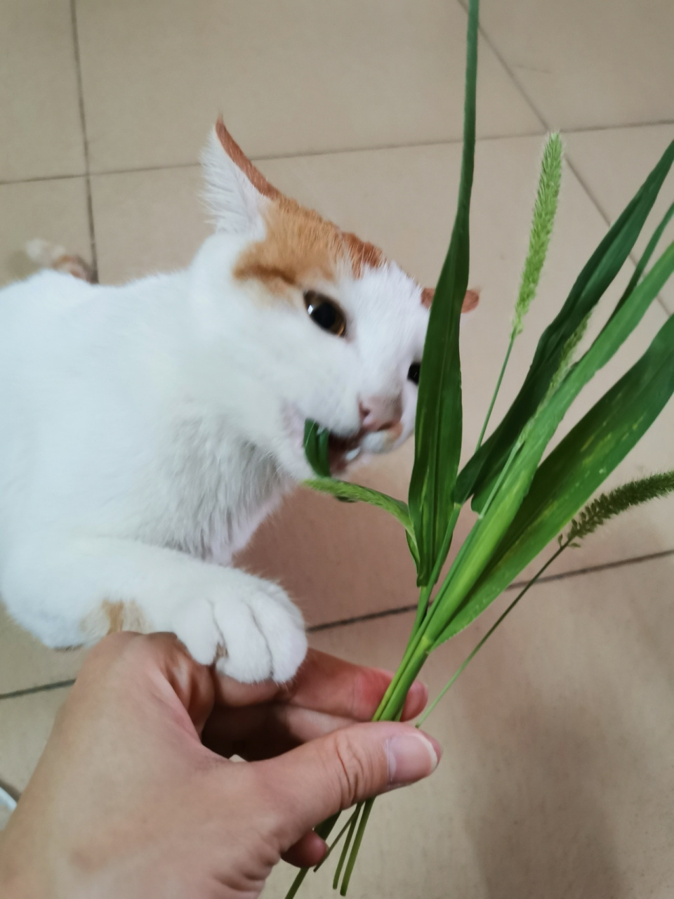 血泪教训 千万别让猫吃狗尾巴草 之前看到有博主说猫子喜欢吃狗尾巴草