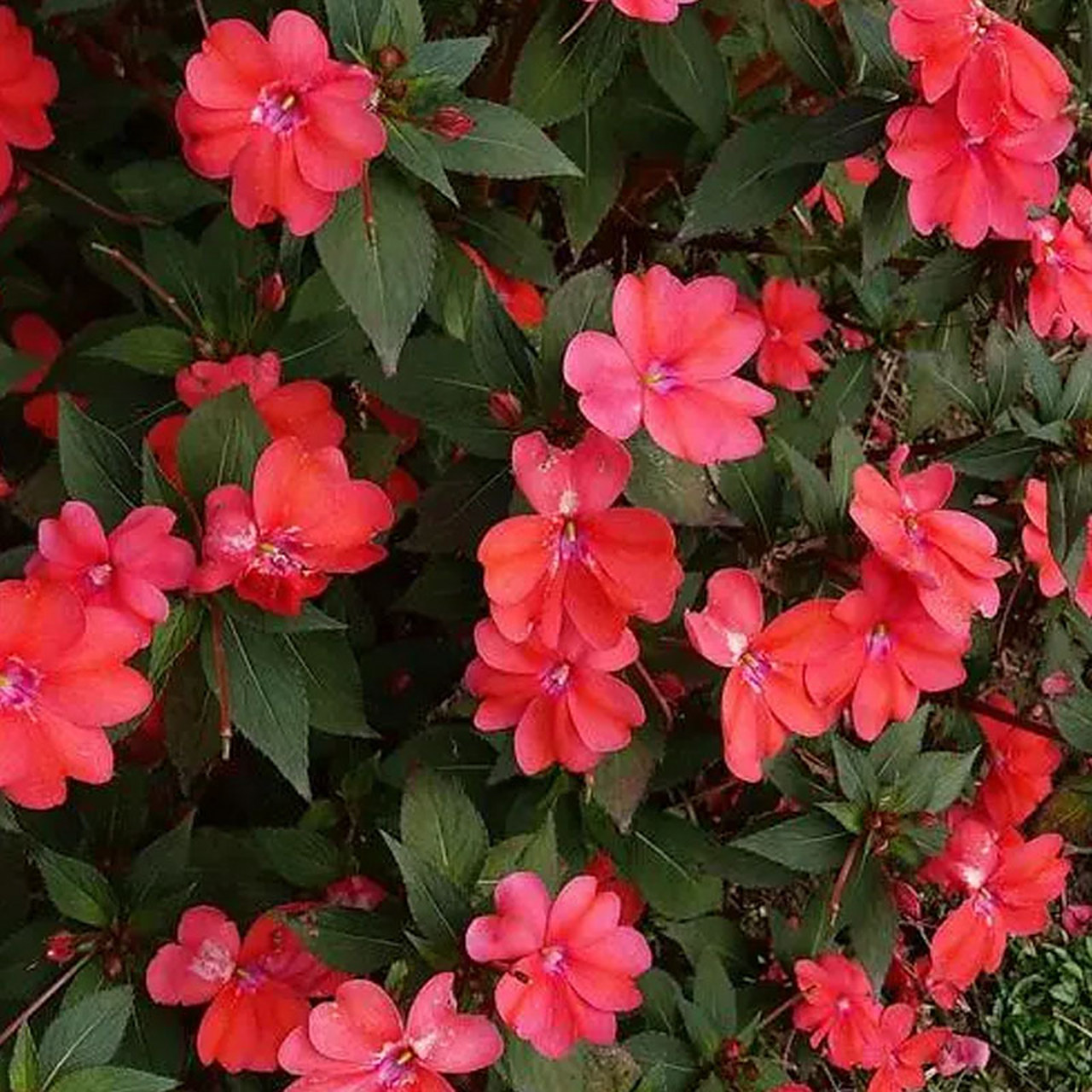 超级凤仙桑贝斯 超级凤仙,凤仙花科,凤仙花属,桑贝斯系列,属于多年生