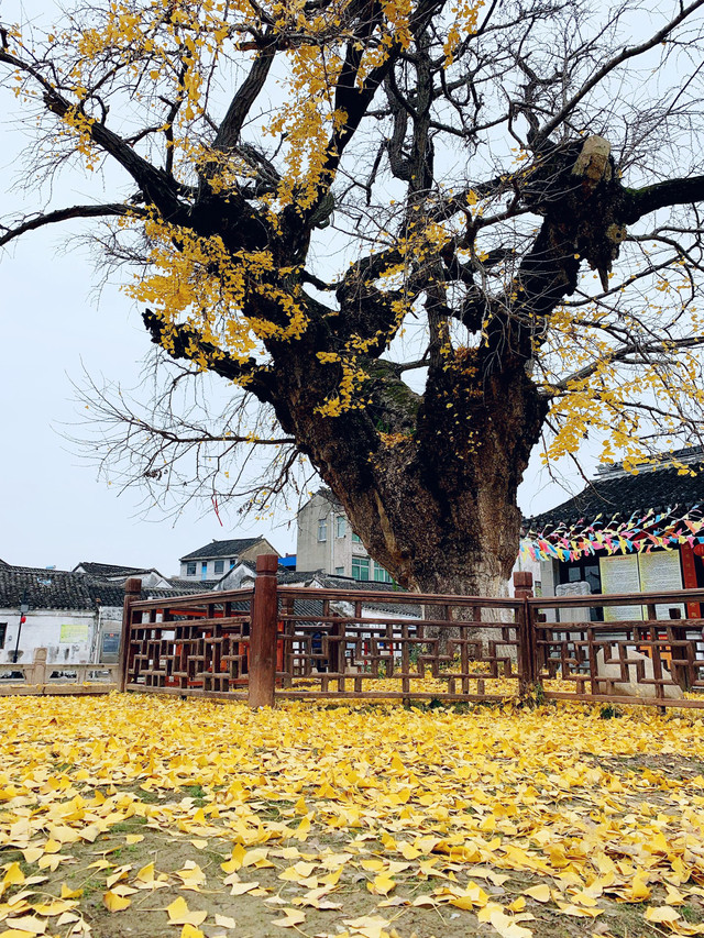 宜兴周铁|城隍庙前的古银杏