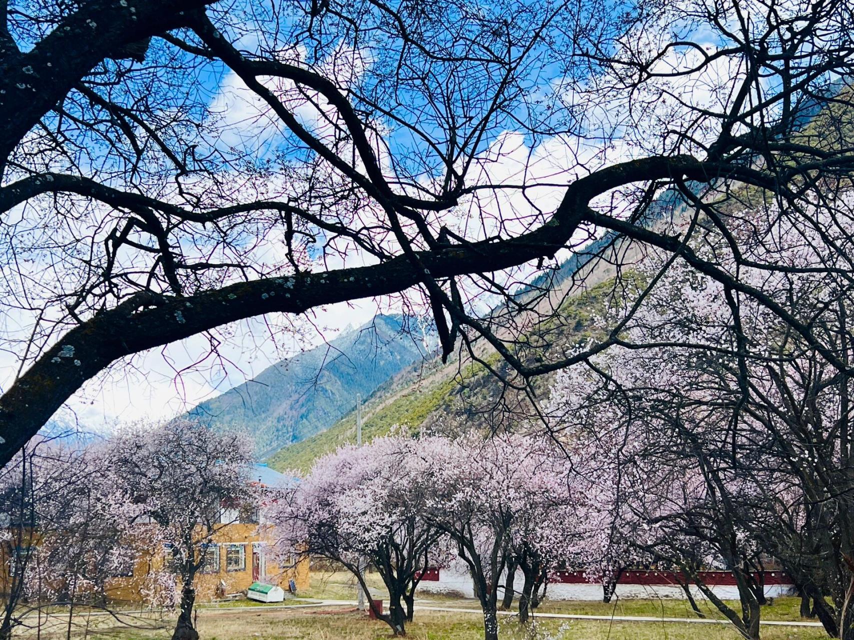 寺庙,僧侣,桃花94 倾多寺,又名倾多强巴林寺,位于波密县倾多镇,该寺