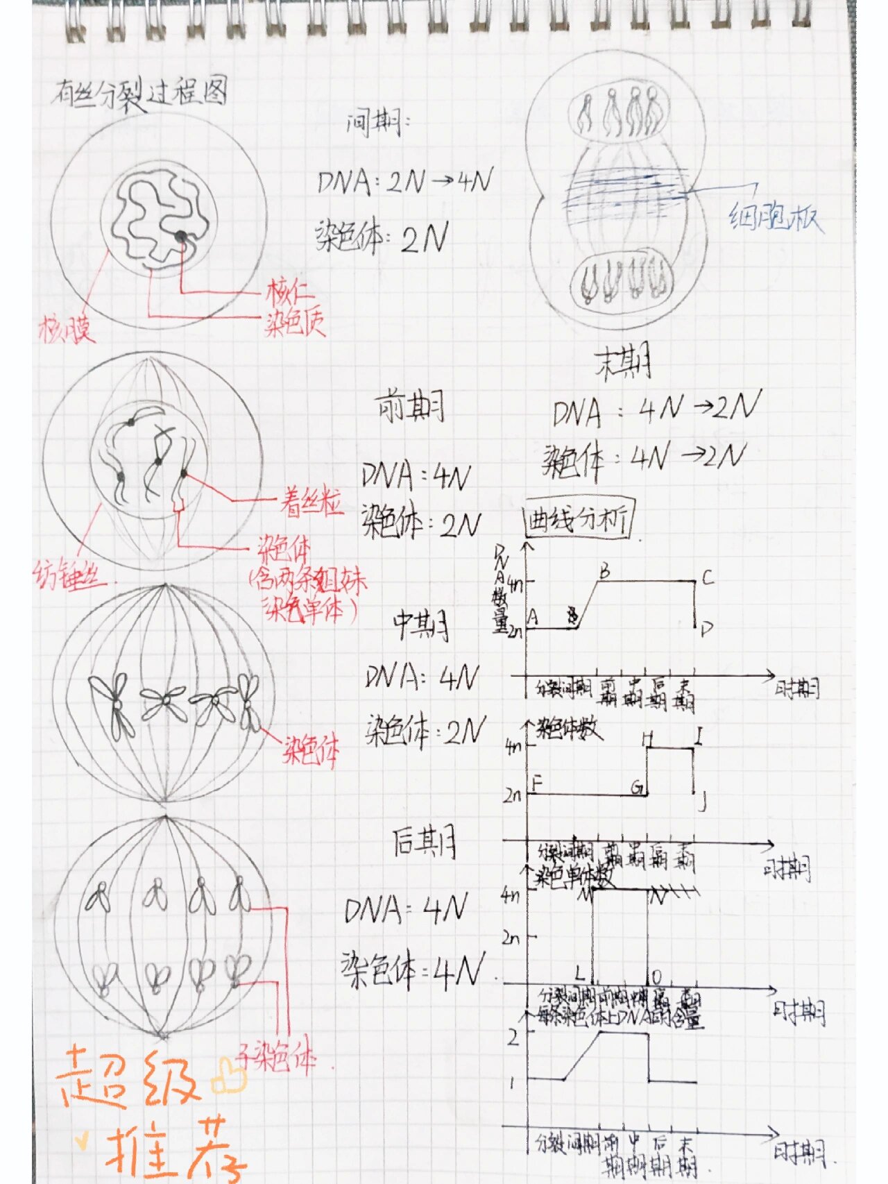 生物有丝的过程图图片