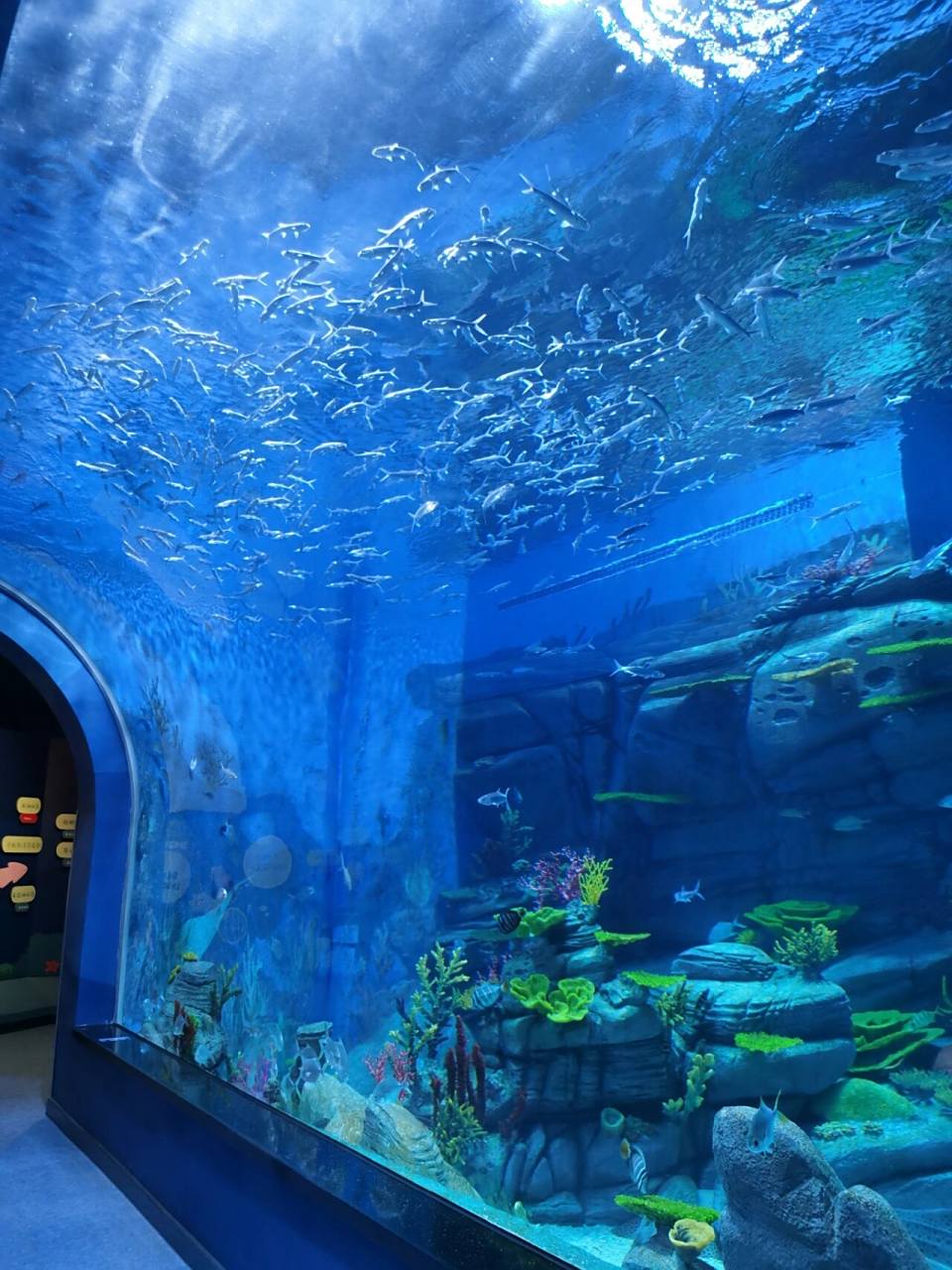 湖口长江鄱阳湖水生基地 水族馆(湖口长江鄱阳湖水生基地)遛娃日常