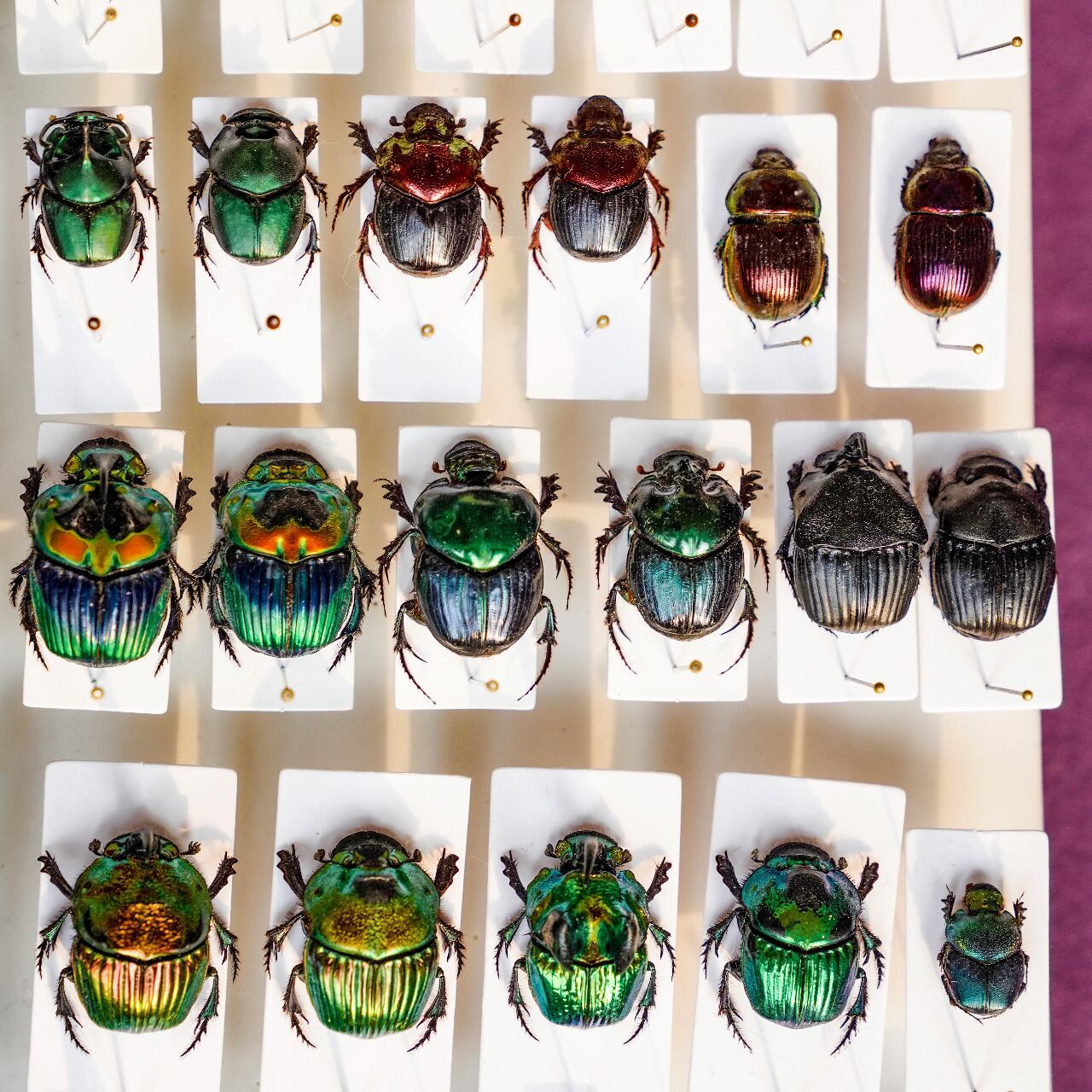 蜣螂标本|五彩斑斓甲虫大集合 大家应该有在电视里或者户外探险途中