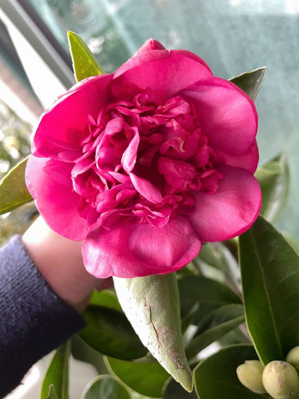 植物品种介绍 | 怀金拖紫茶花真的会紫 图是开放时间顺序 开了三四