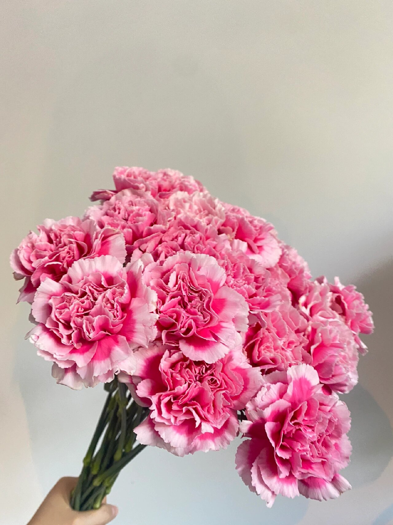 康乃馨～笑颜 颜色超级浓郁,白色的边边自带珠光,在阳光下面闪闪的,贼